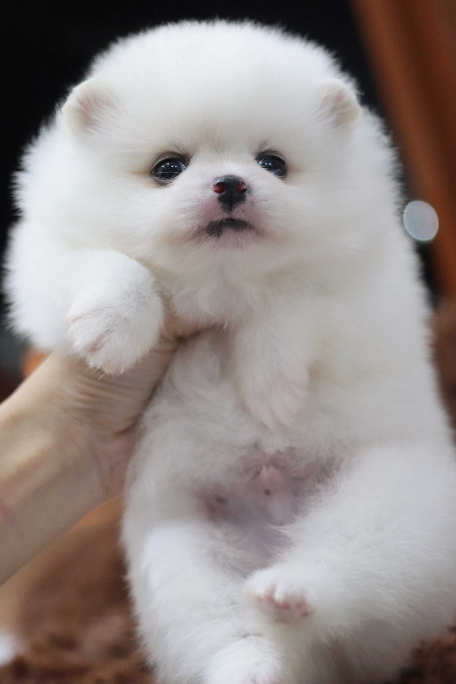 ปอมเมอเรเนียน เพศผู้ สีขาว