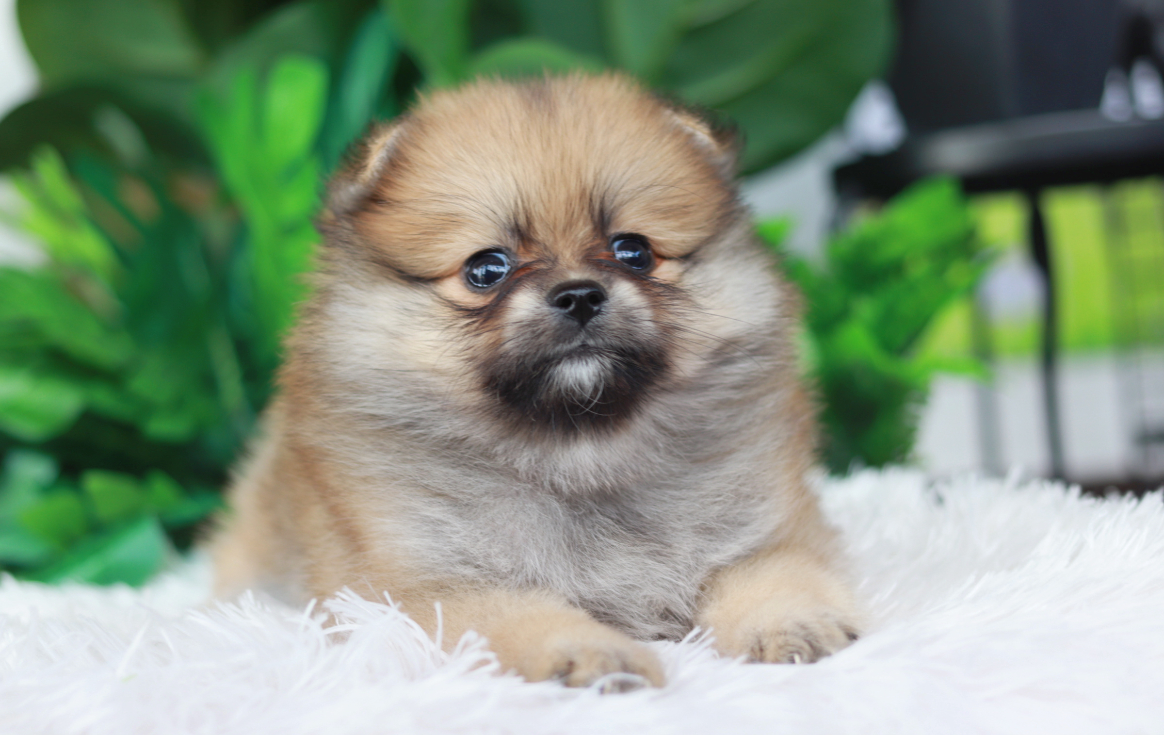 ปอมเมอเรเนียน เพศเมียส้ม