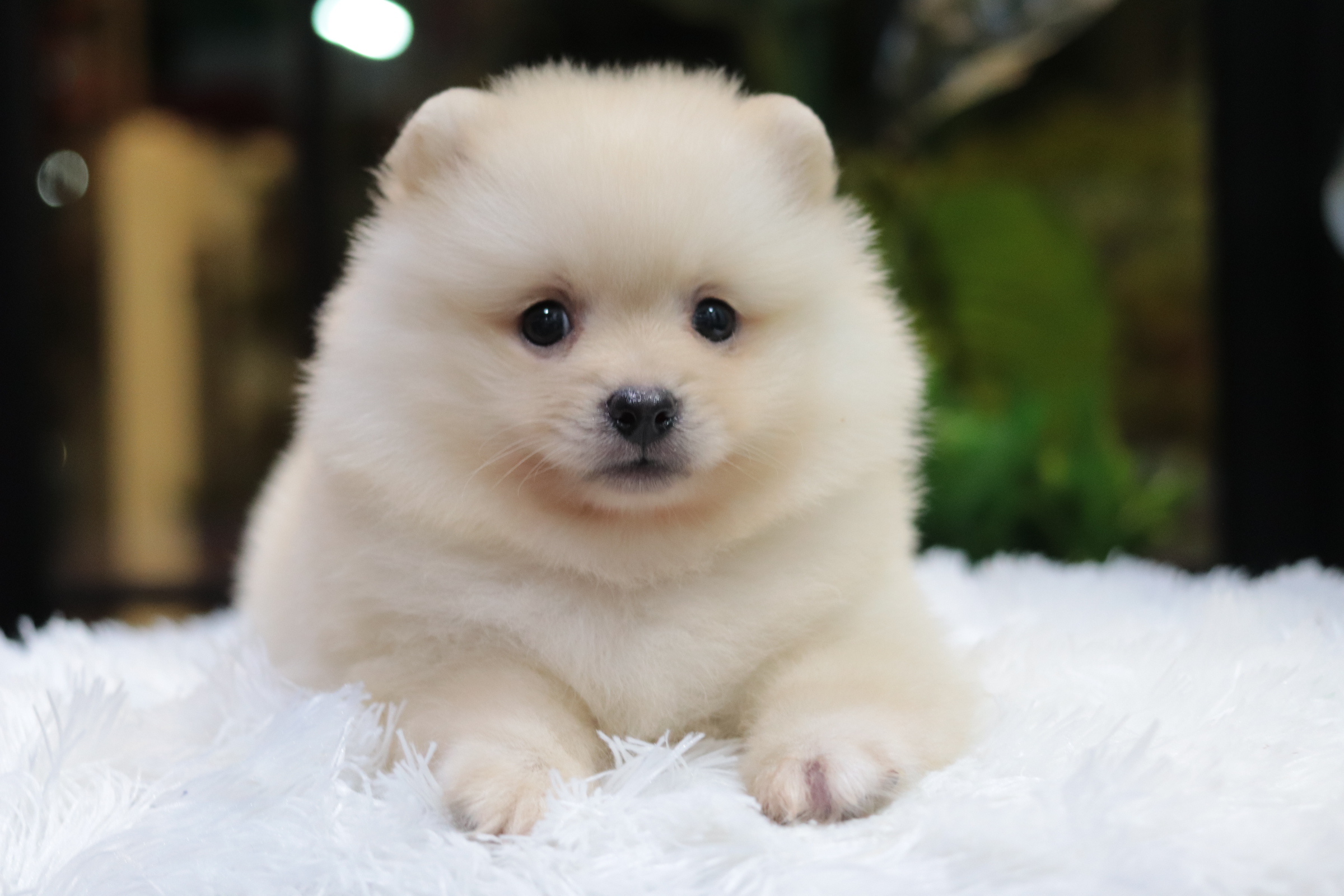 ปอมเมอเรเนียน เพศผู้ขาวครีม