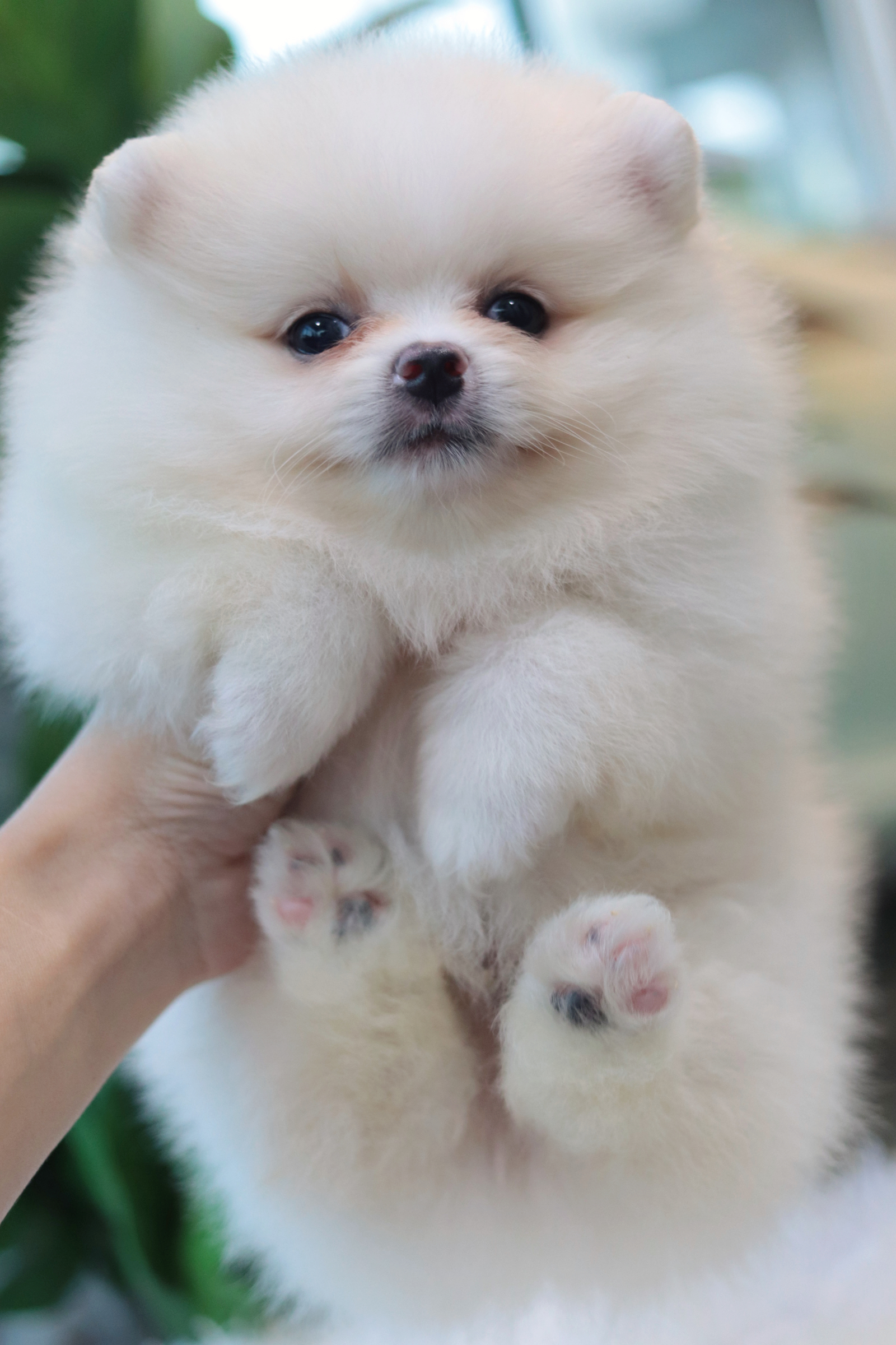 ปอมเมอเรเนียน เพศผู้ สีขาวครีม