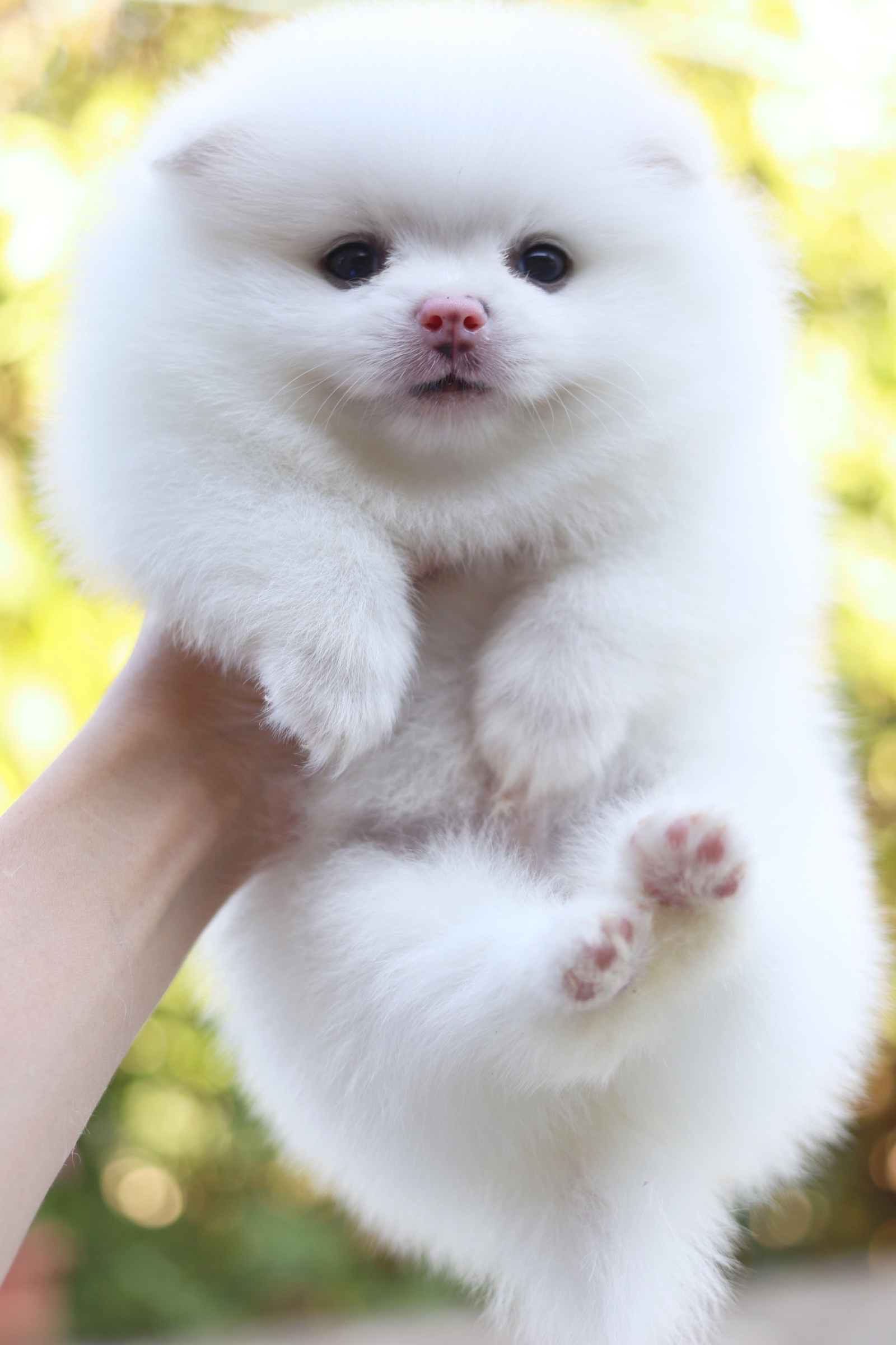 ปอมเมอเรเนียน เพศผู้ ขาว