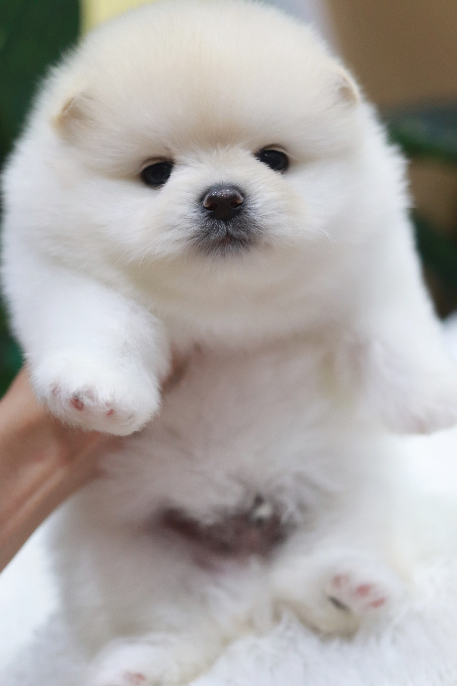 ปอมเมอเรเนียน เพศผู้ขาวครีม หน้าฟ็อก