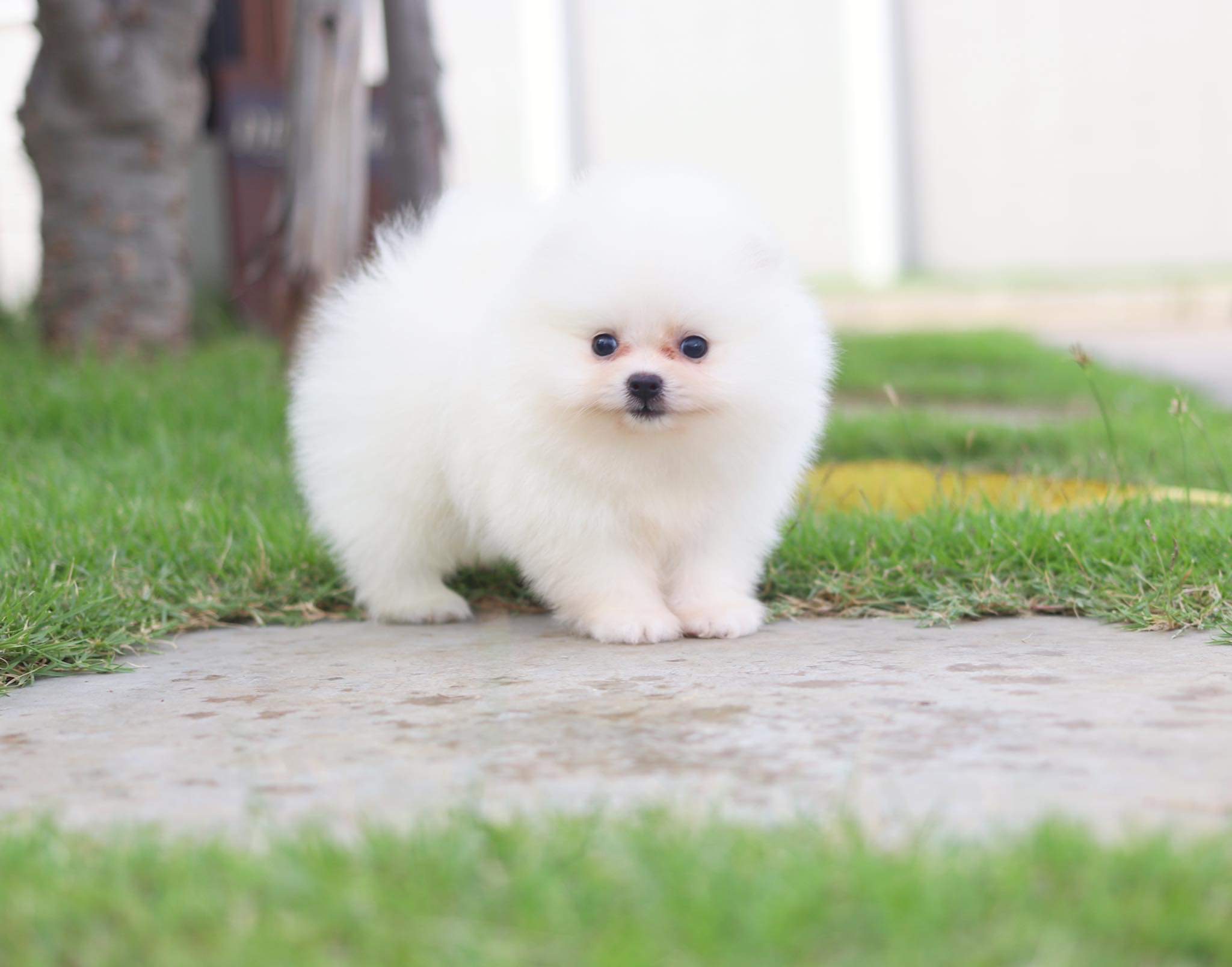 ปอมเมอเรเนียน เพศผู้ สีขาวครีม เกรดโชว์