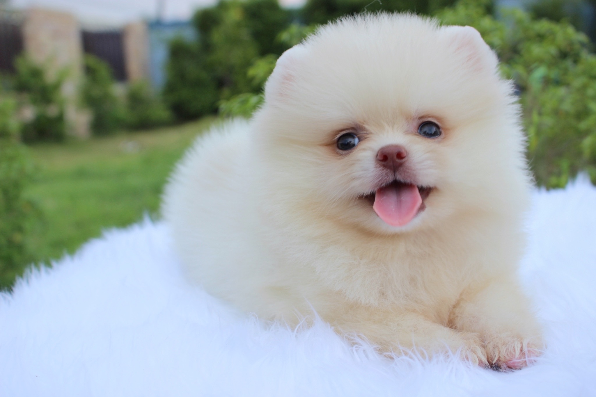 ปอมเมอเรเนียน เพศผู้ ขาวครีม