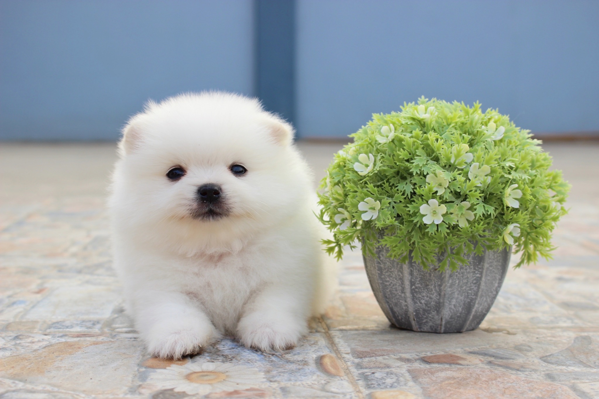 ปอมเมอเรเนียน เพศผู้ ขาวครีม