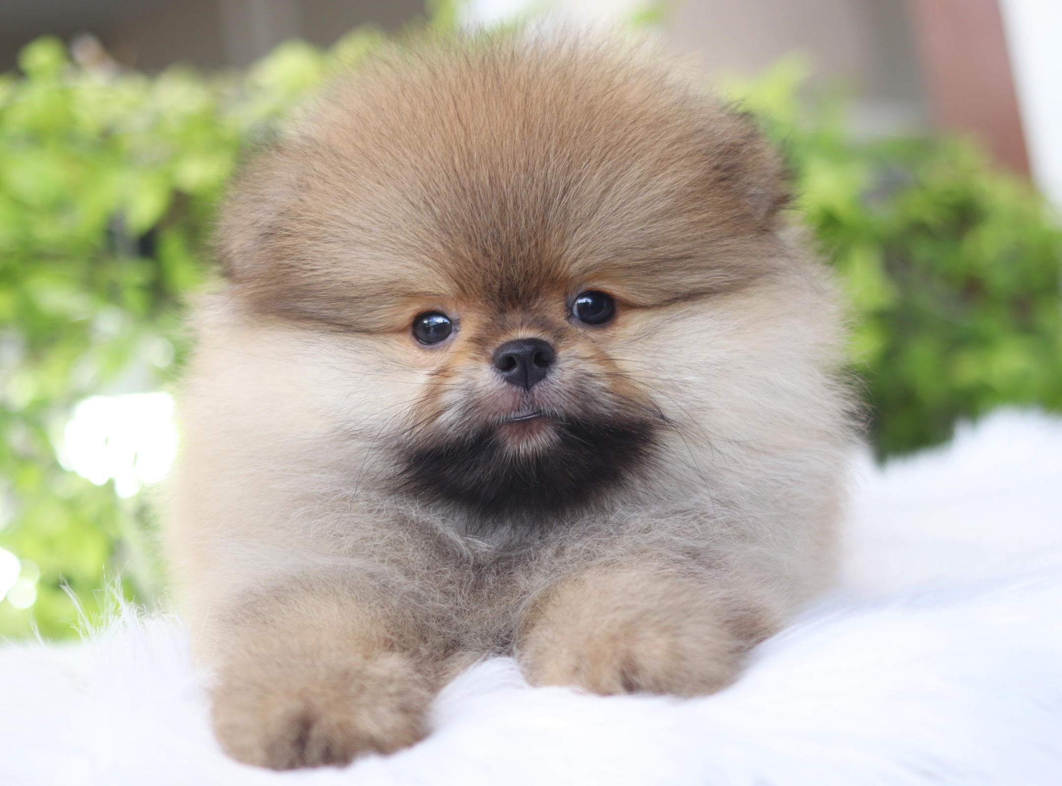 ปอมเมอเรเนียน เพศผู้ สีส้ม เกรดโชว์