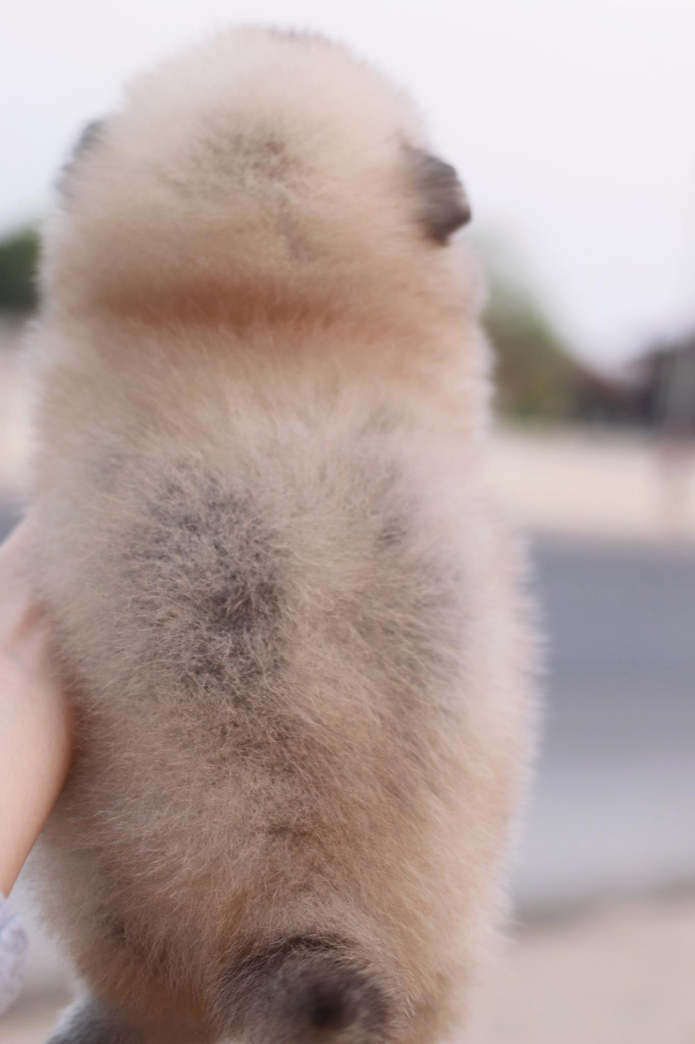 ปอมเมอเรเนียน เพศผู้