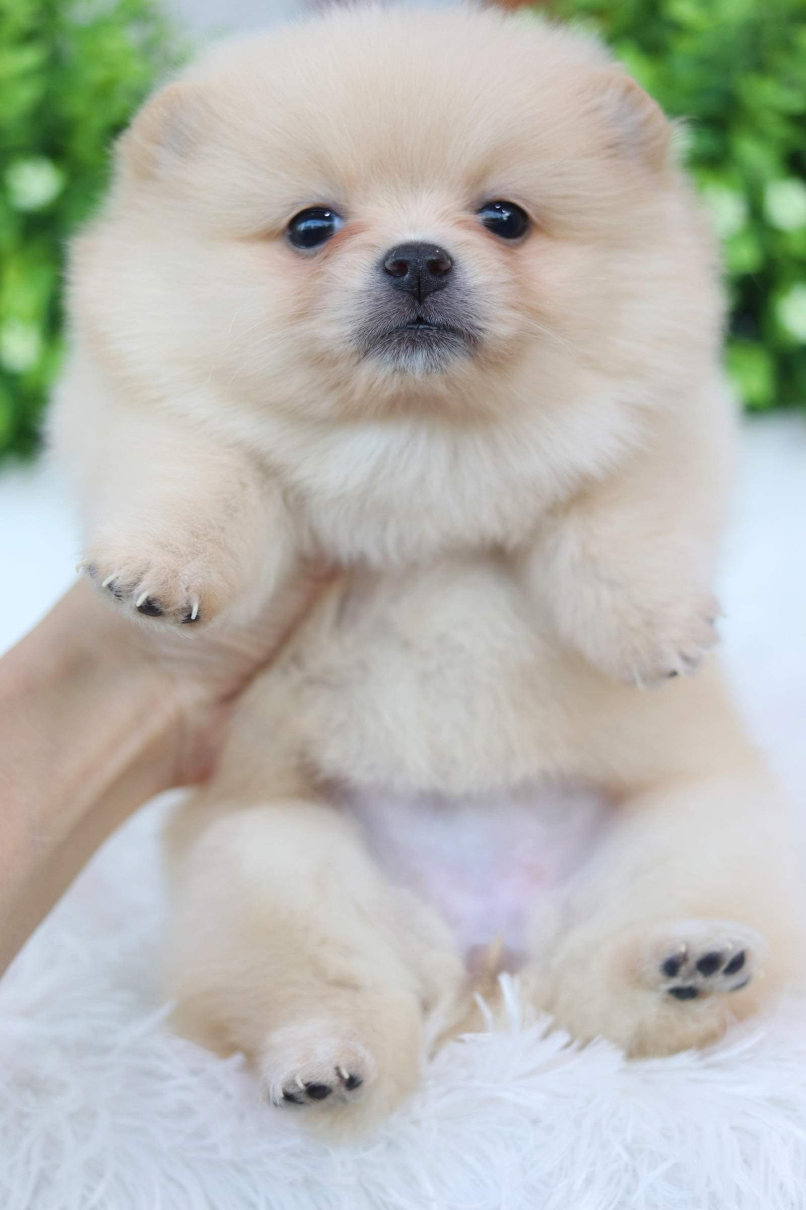 ปอมเมอเรเนียน เพศเมีย