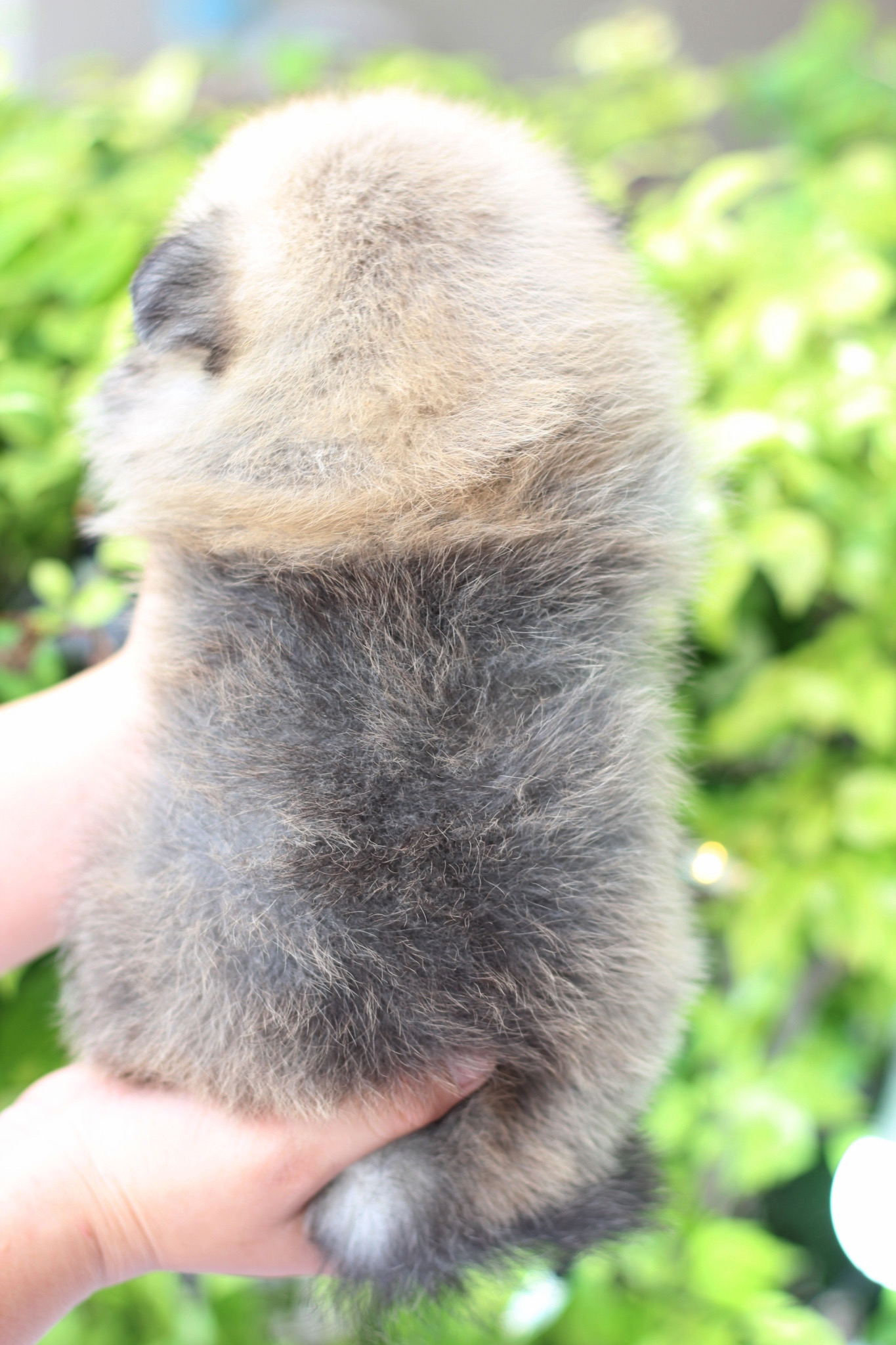 ปอมเมอเรเนียน เพศผู้ สีส้ม