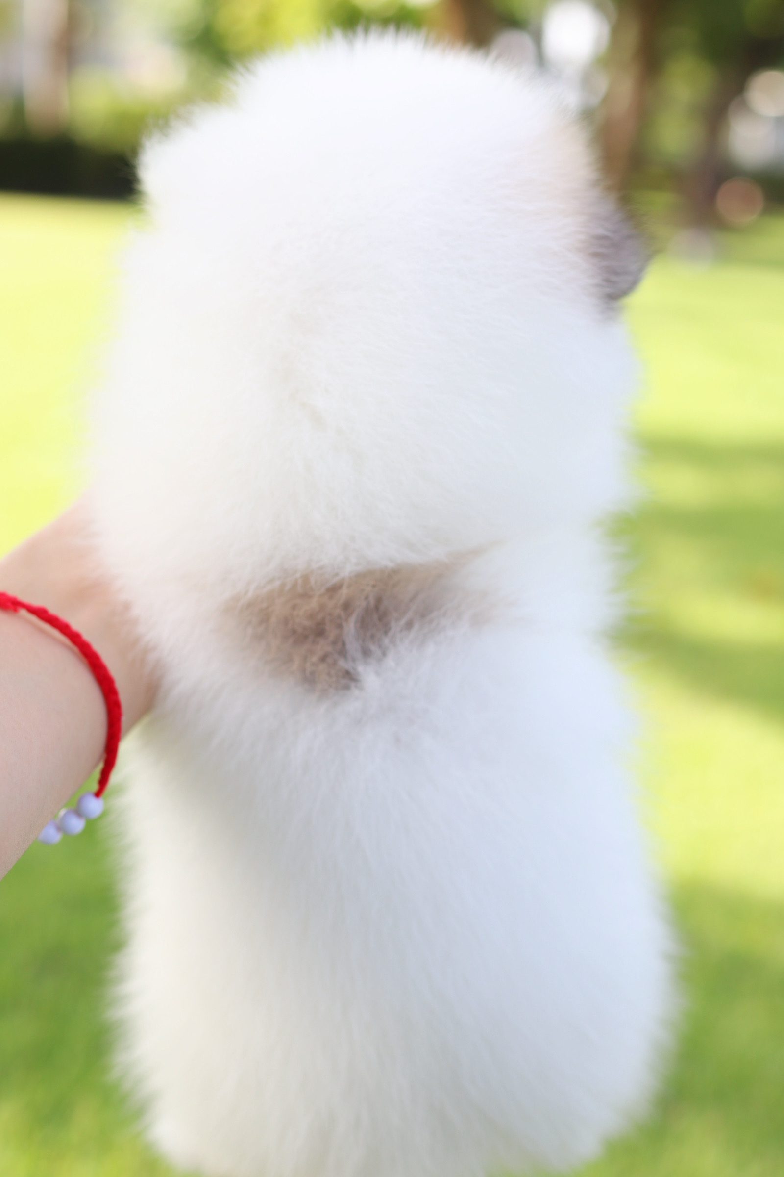 ปอมเมอเรเนียน เพศเมียสีแฟนซี