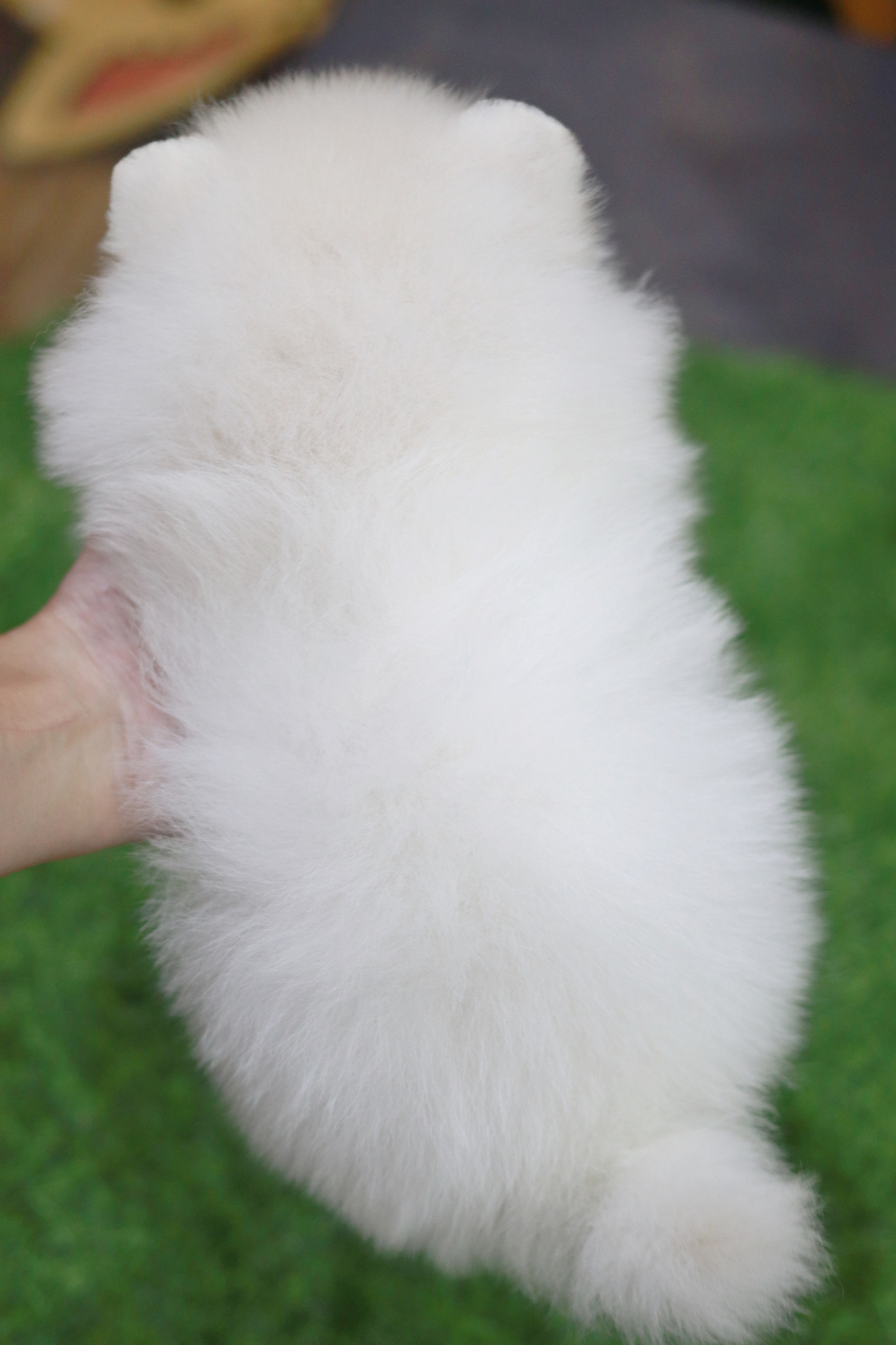 ปอมเมอเรเนียน เพศผู้ สีขาว