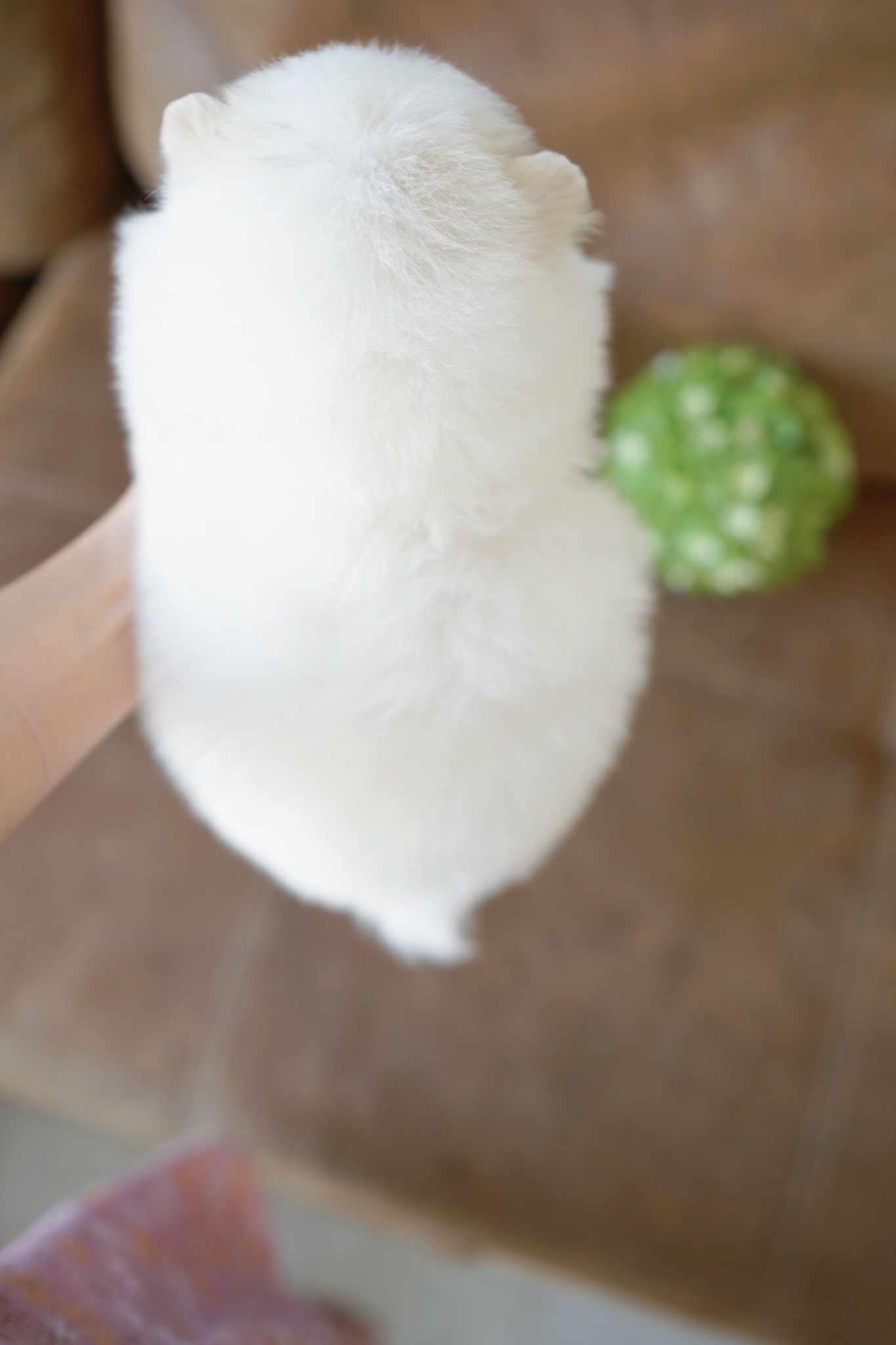 ปอมเมอเรเนียน เพศผู้ สีขาว