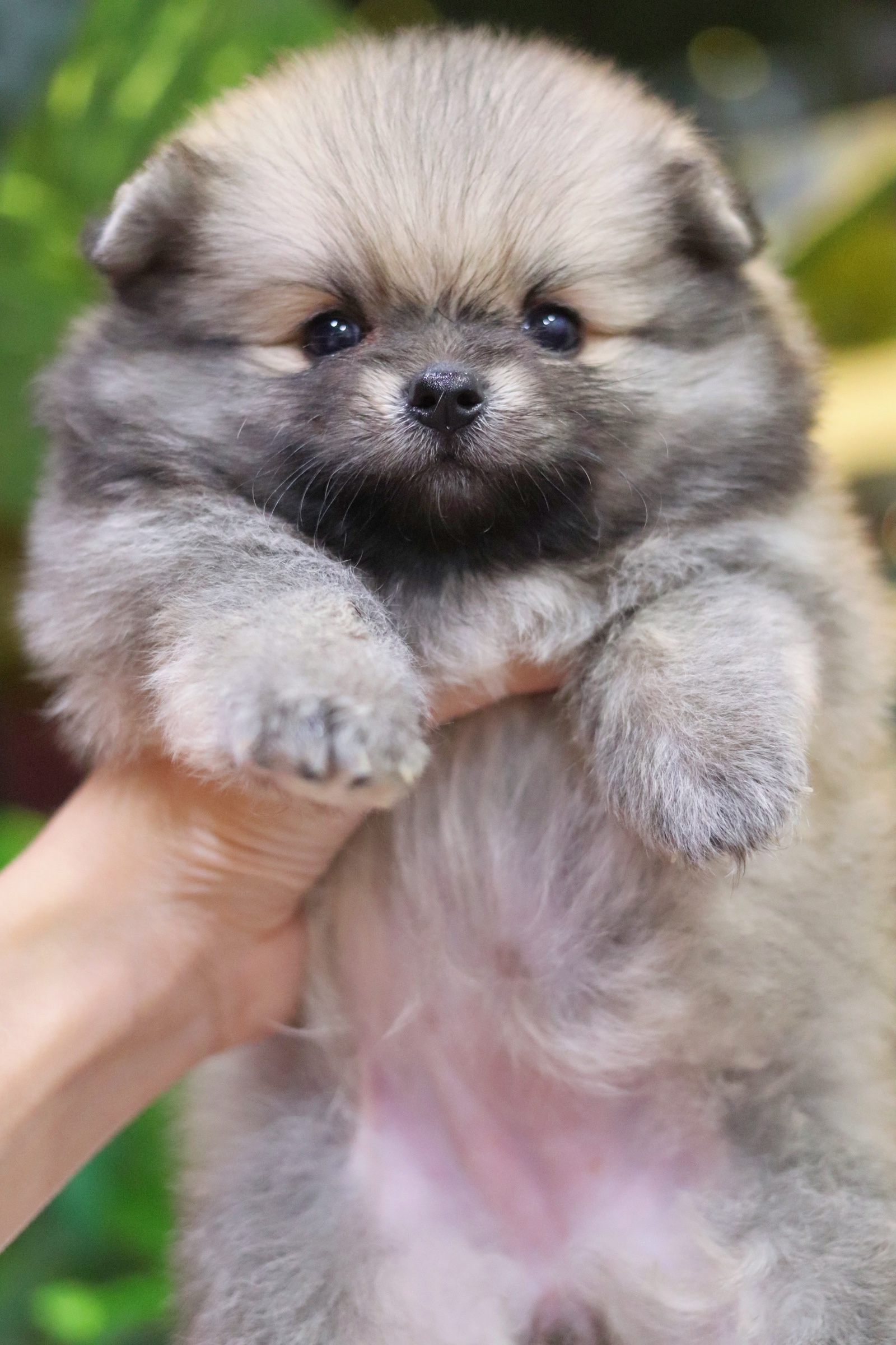 ปอมเมอเรเนียน เพศเมียสีส้ม