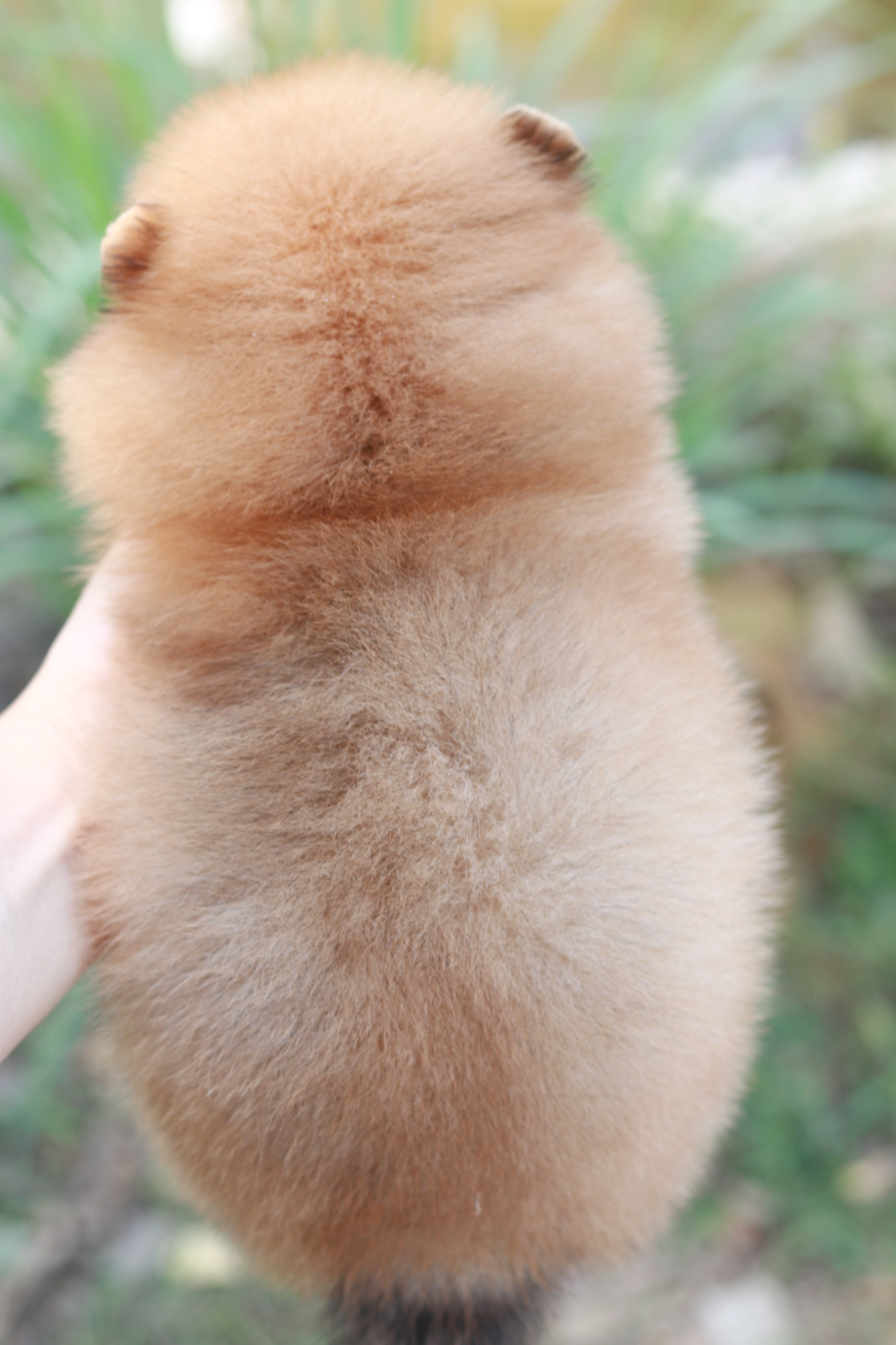 ปอมเมอเรเนียน เพศผู้