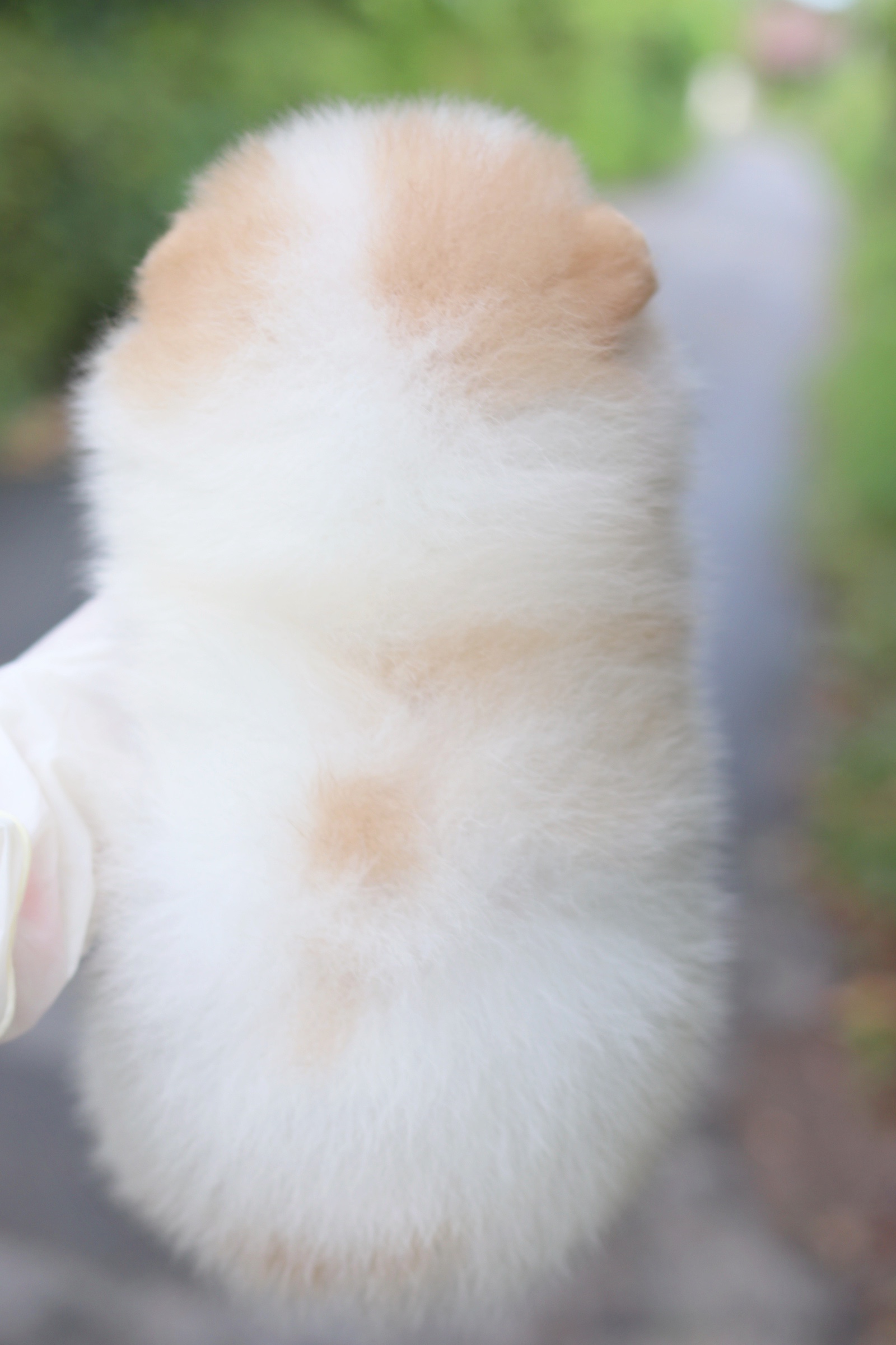 ปอมเมอเรเนียน เพศเมียสีแฟนซี