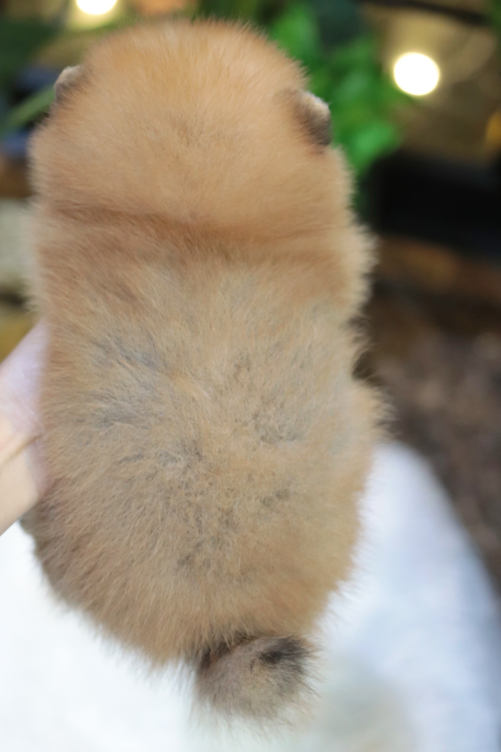 ปอมเมอเรเนียน เพศผู้สีส้ม