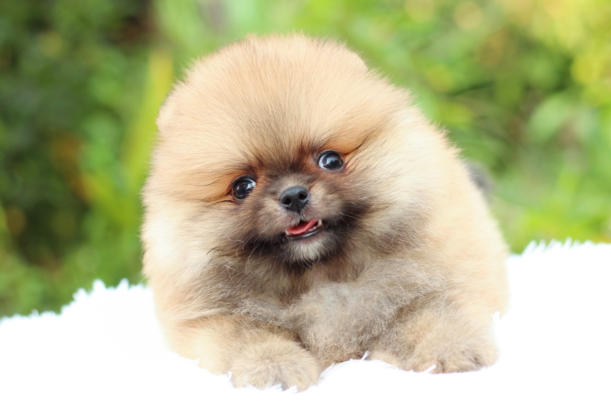 ปอมเมอเรเนียน เพศผู้สีส้ม