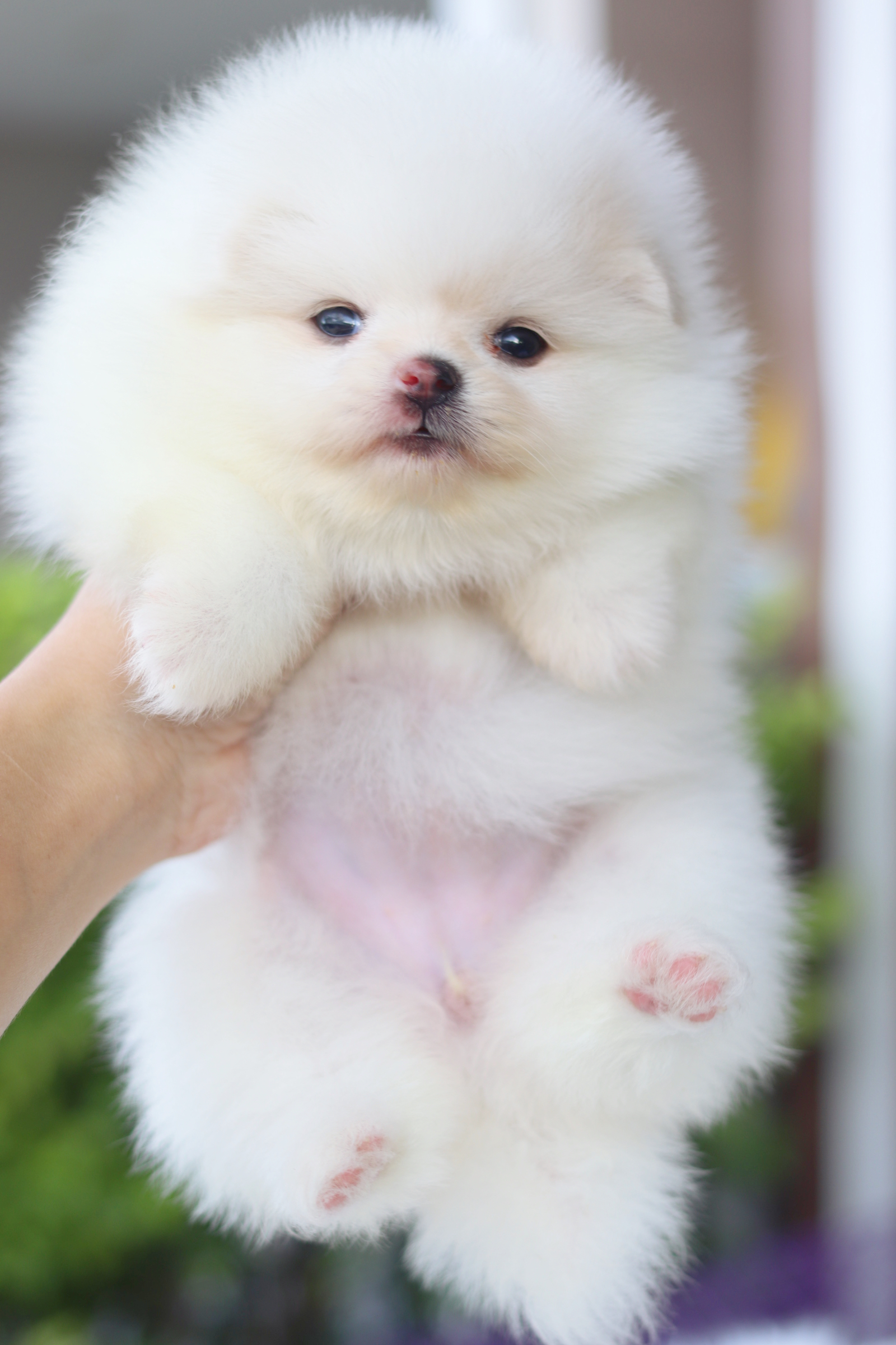 ปอมเมอเรเนียน เพศเมียสีขาวครีมเกรดโชว์