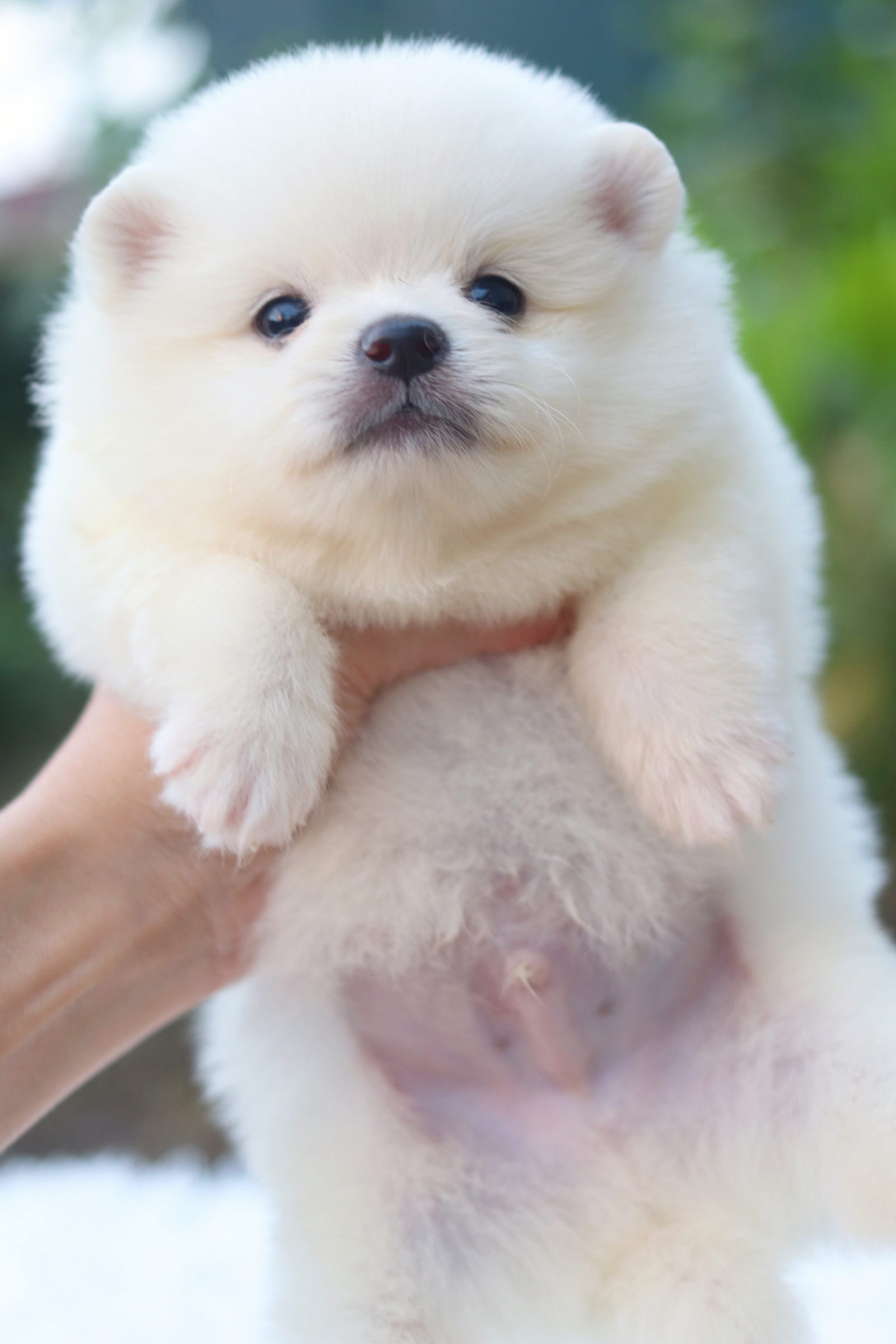 ปอมเมอเรเนียน เพศผู้ สีขาวครีม