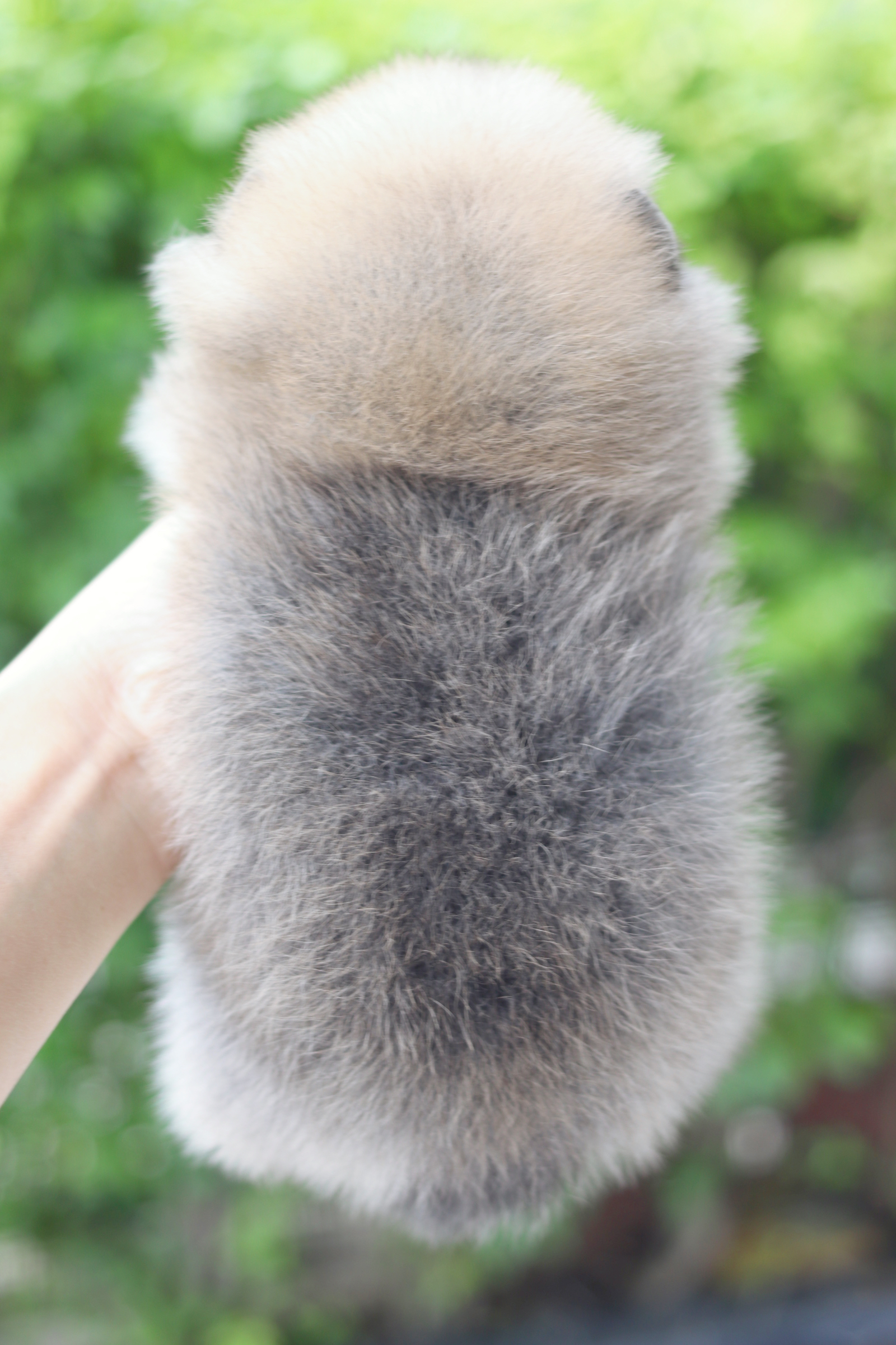 ปอมเมอเรเนียน เพศผู้สีส้ม