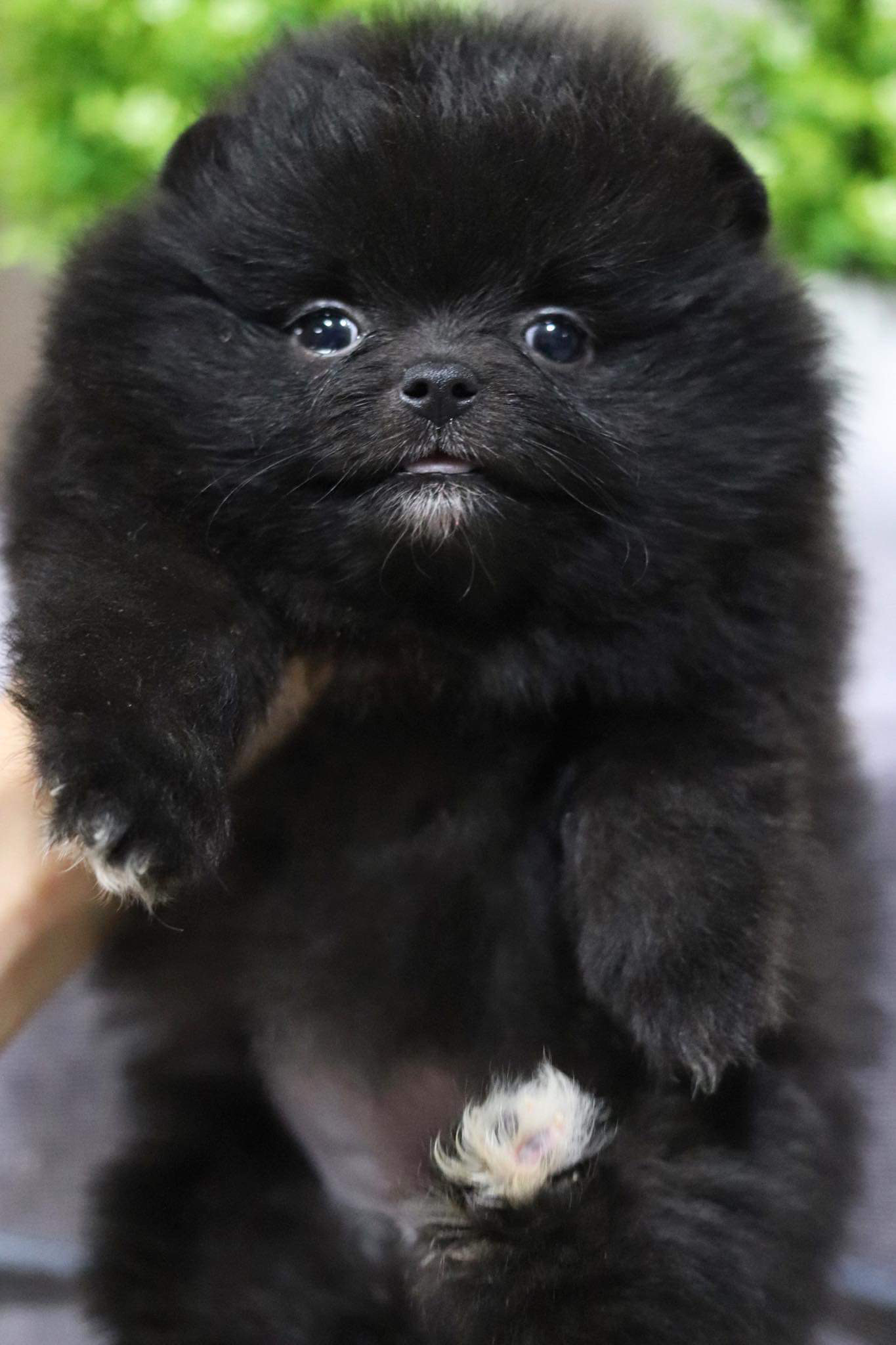 ปอมเมอเรเนียน เพศเมีย