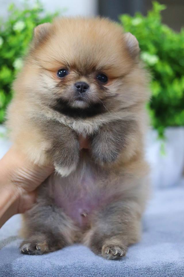 ปอมเมอเรเนียน เพศผู้