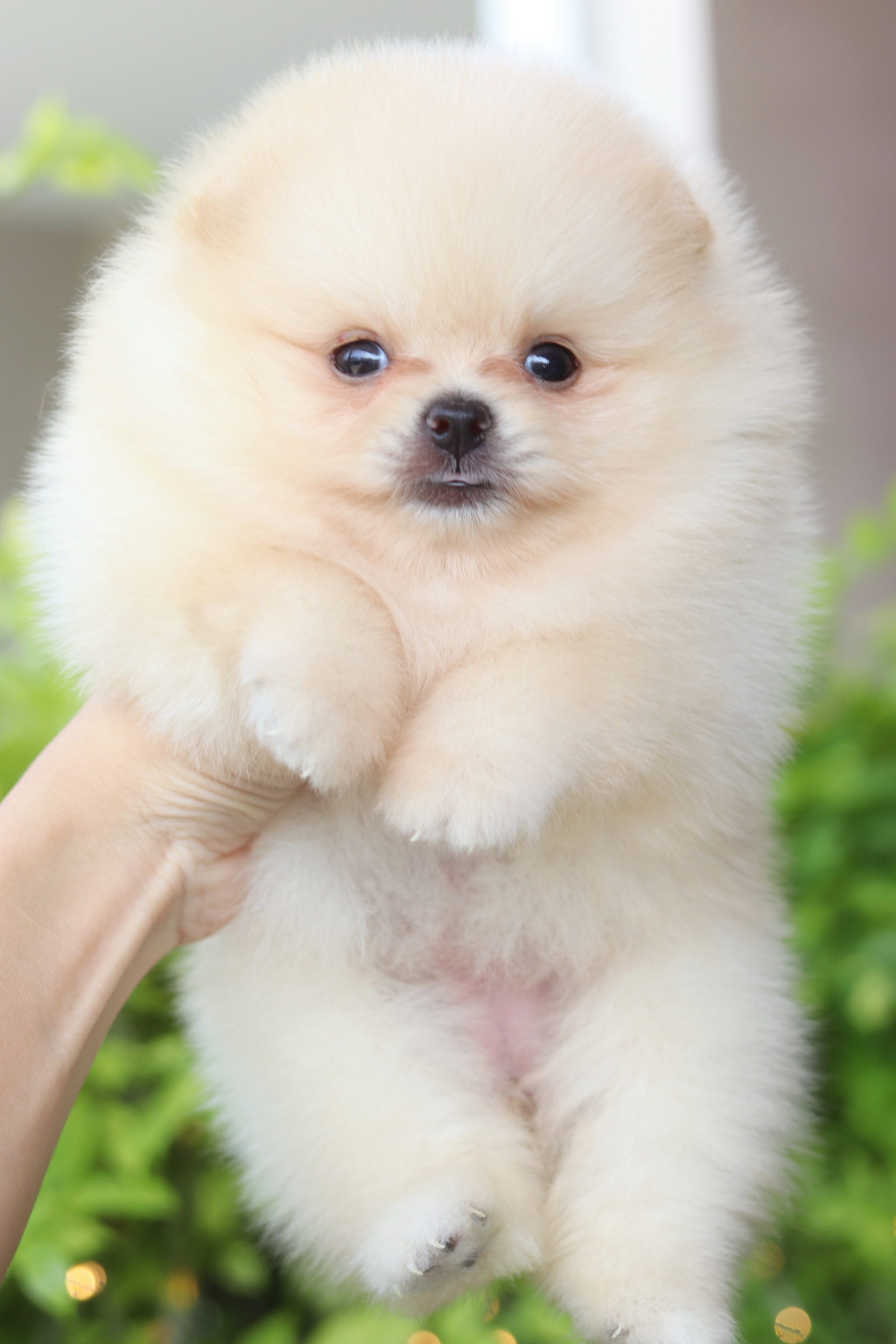 ปอมเมอเรเนียน เพศเมียสีครีม