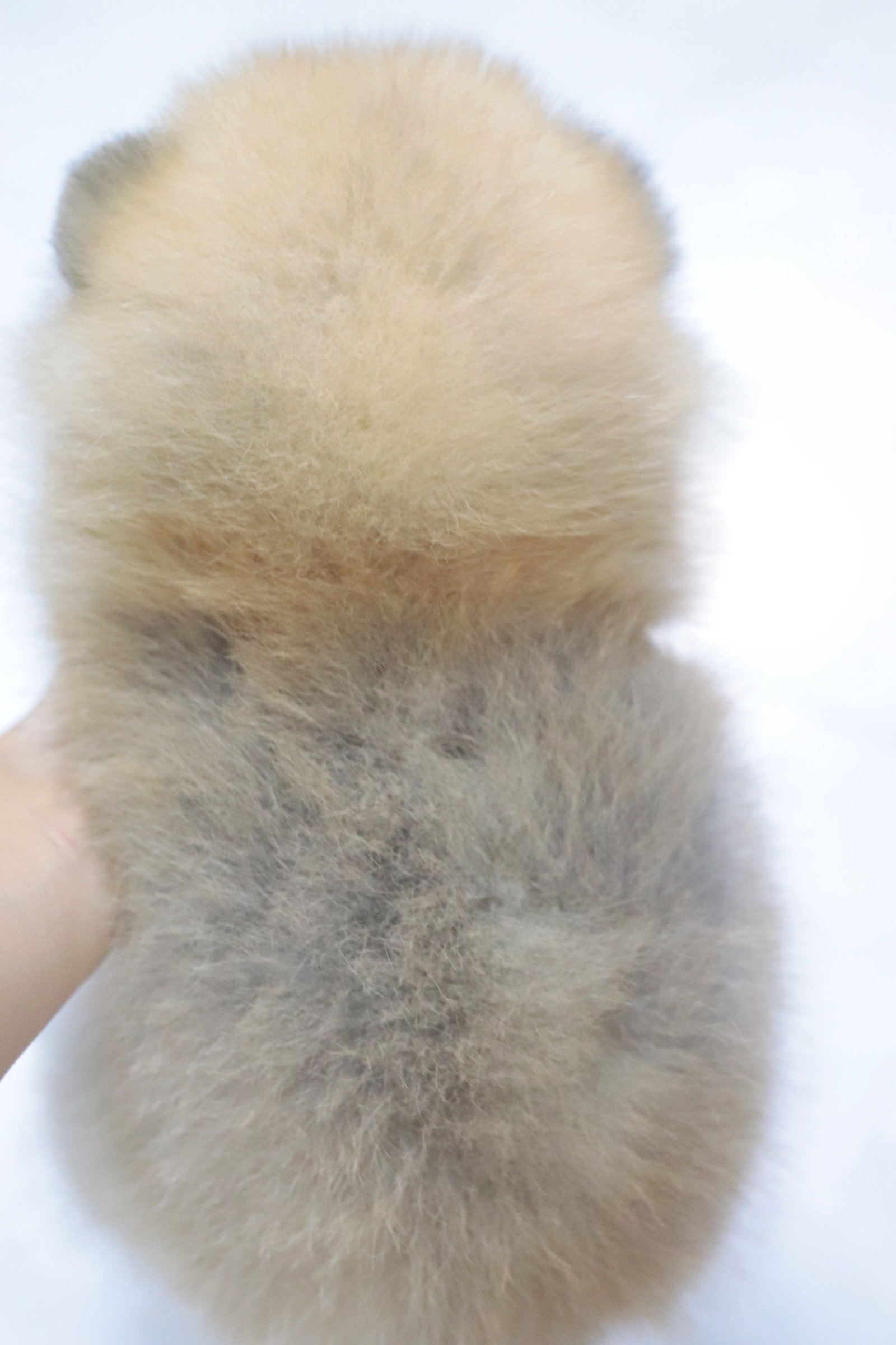 ปอมเมอเรเนียน เพศผู้ สีส้ม