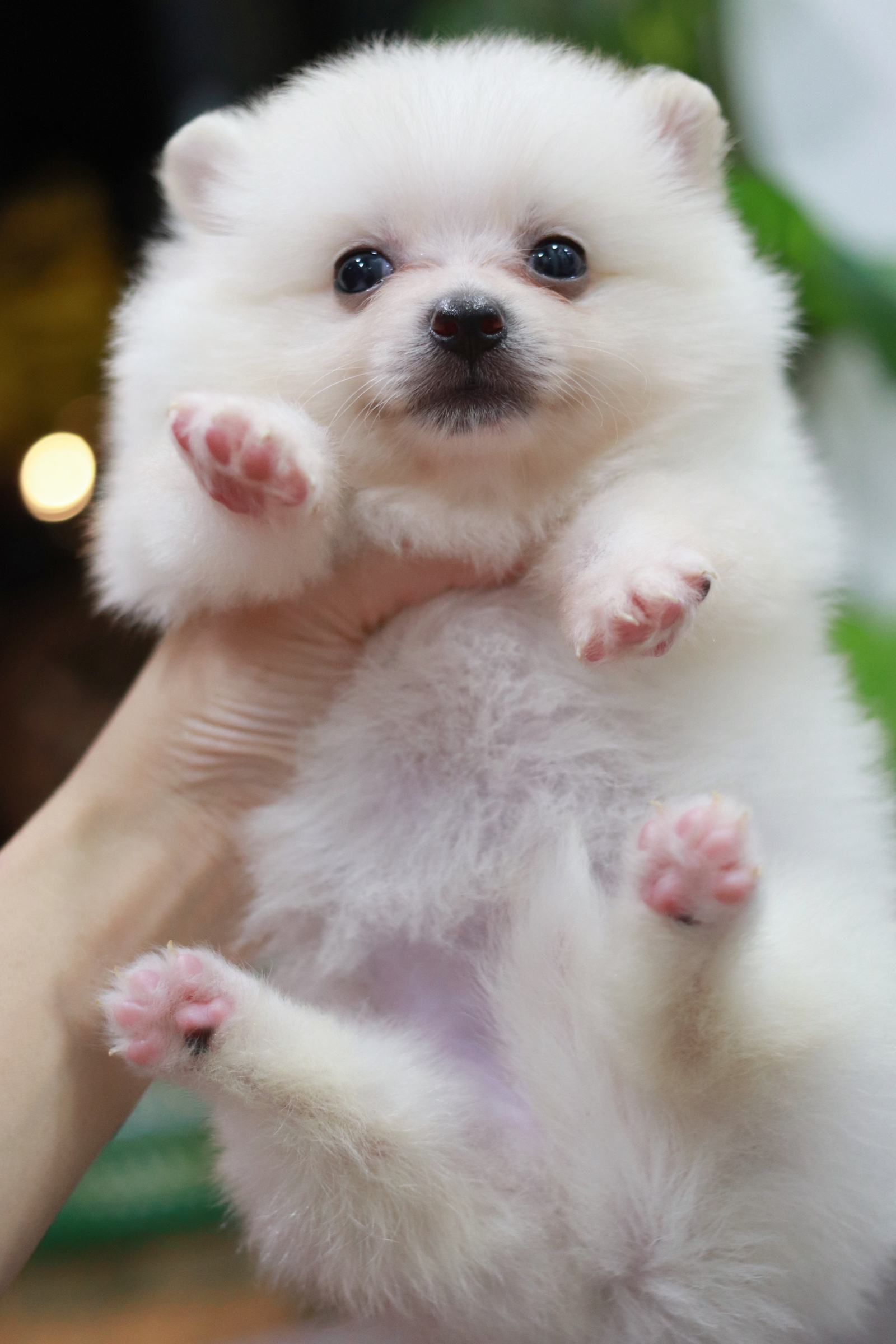 ปอมเมอเรเนียน เพศเมียขาว