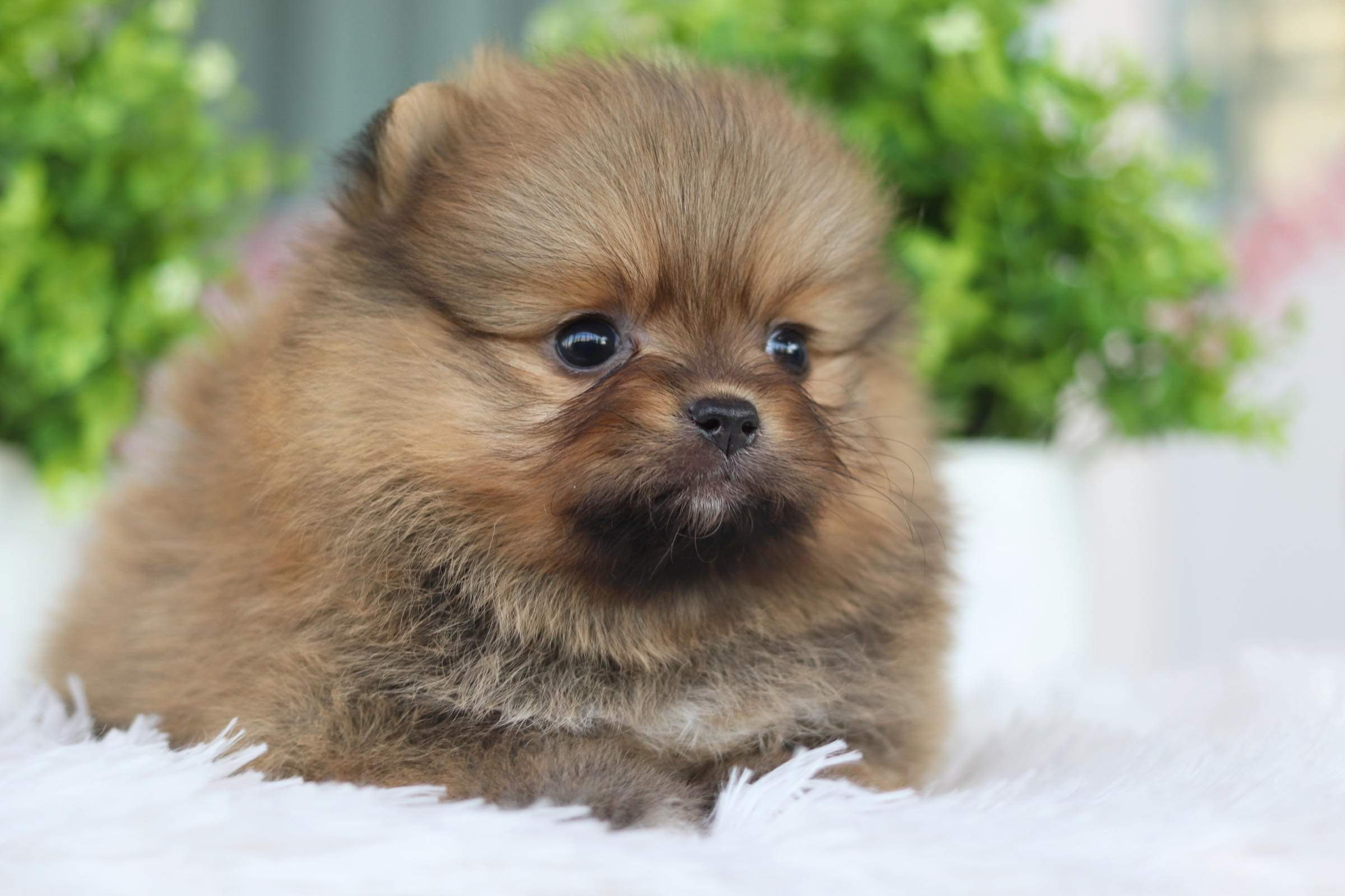 ปอมเมอเรเนียน เพศเมีย