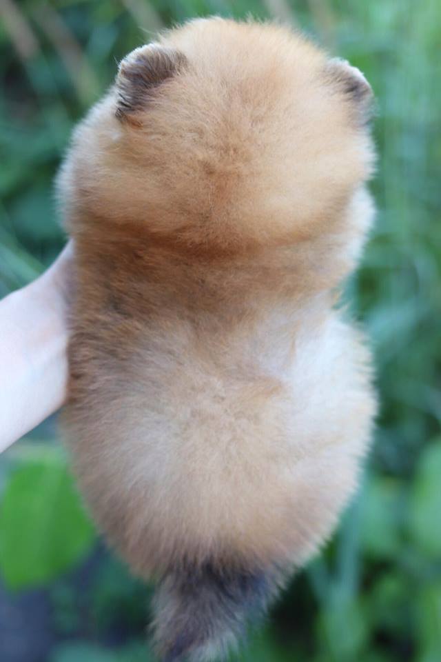 ปอมเมอเรเนียน เพศผู้