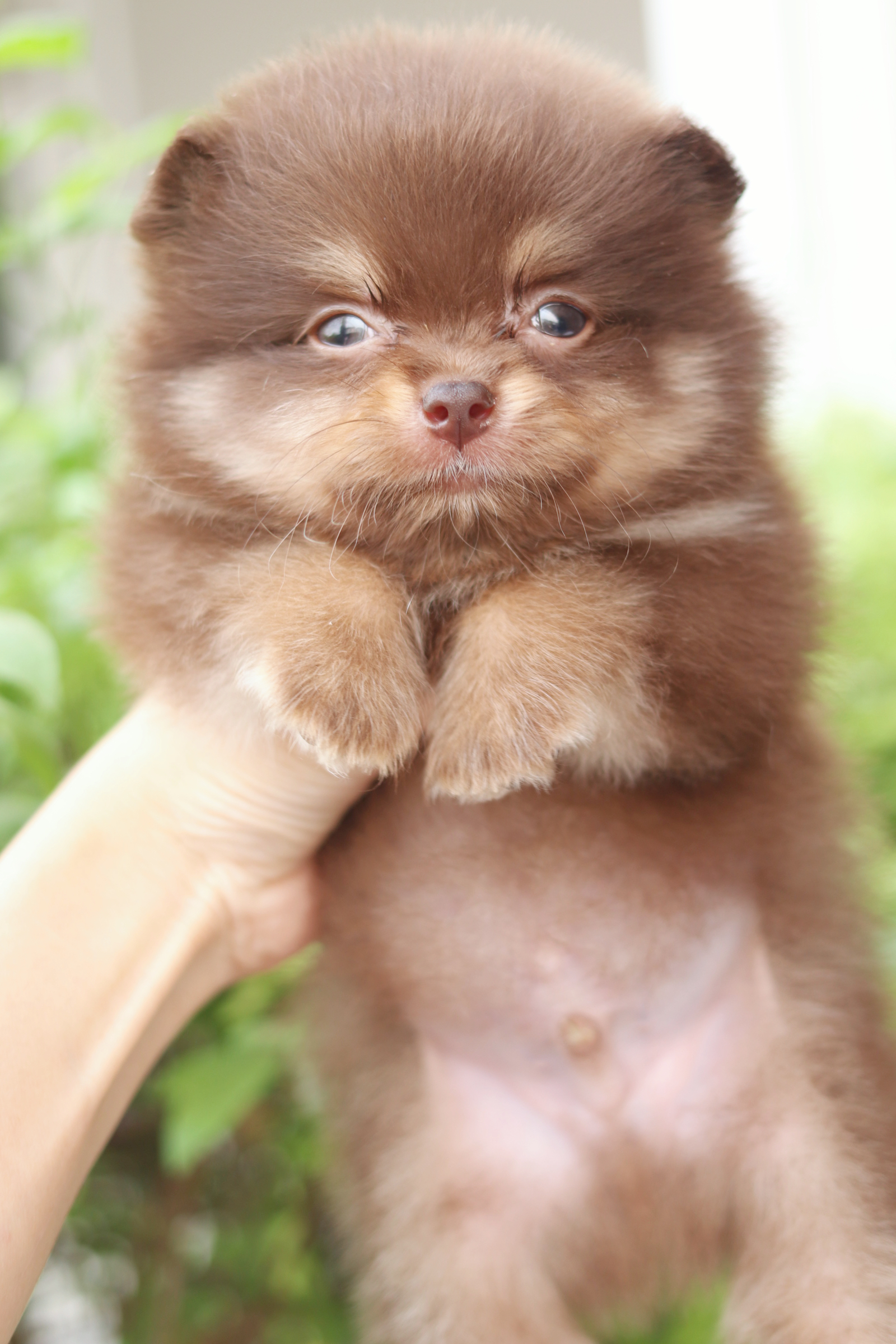 ปอมเมอเรเนียน เพศผู้สีช็อคแทน