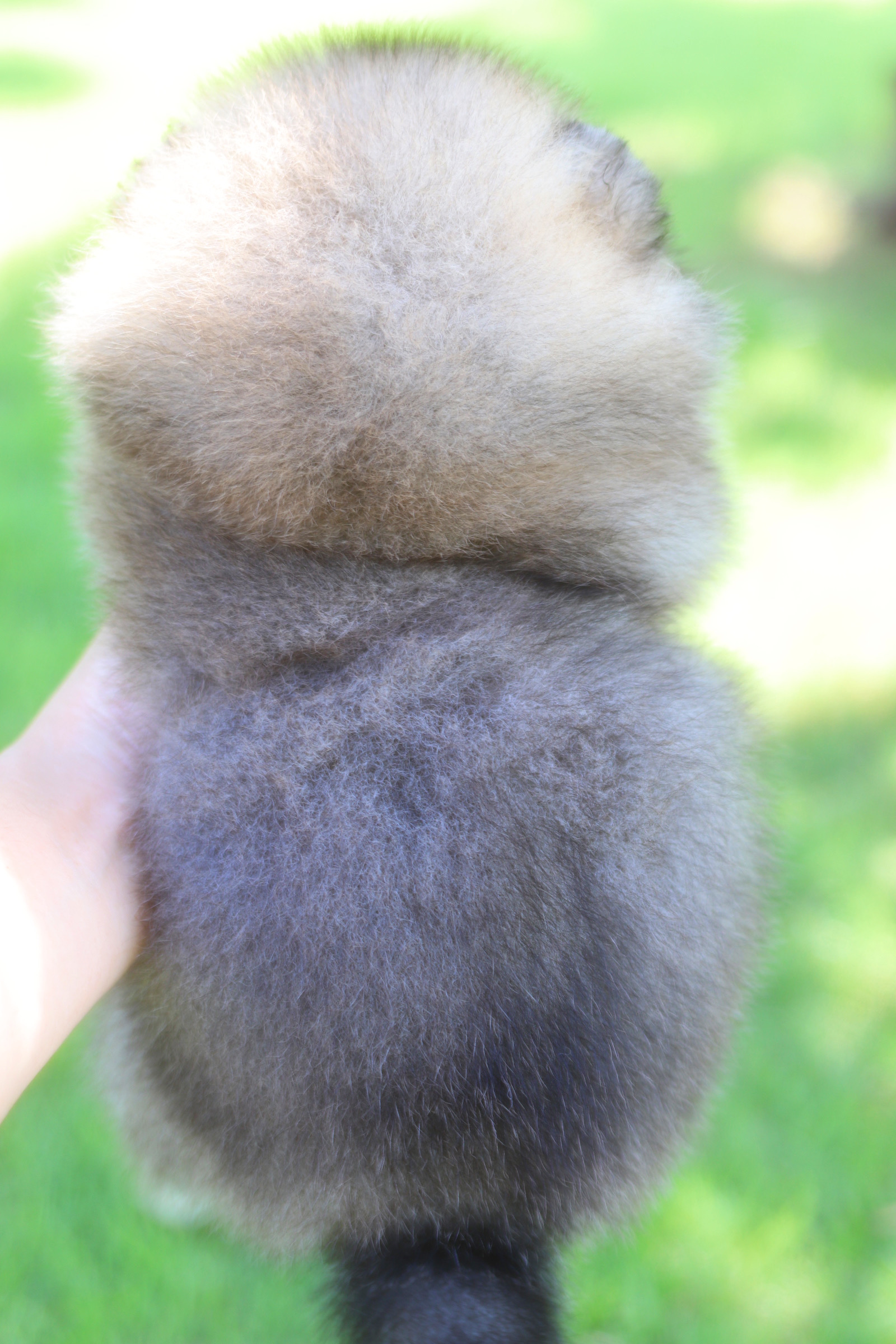 ปอมเมอเรเนียน เพศผู้ สีส้ม