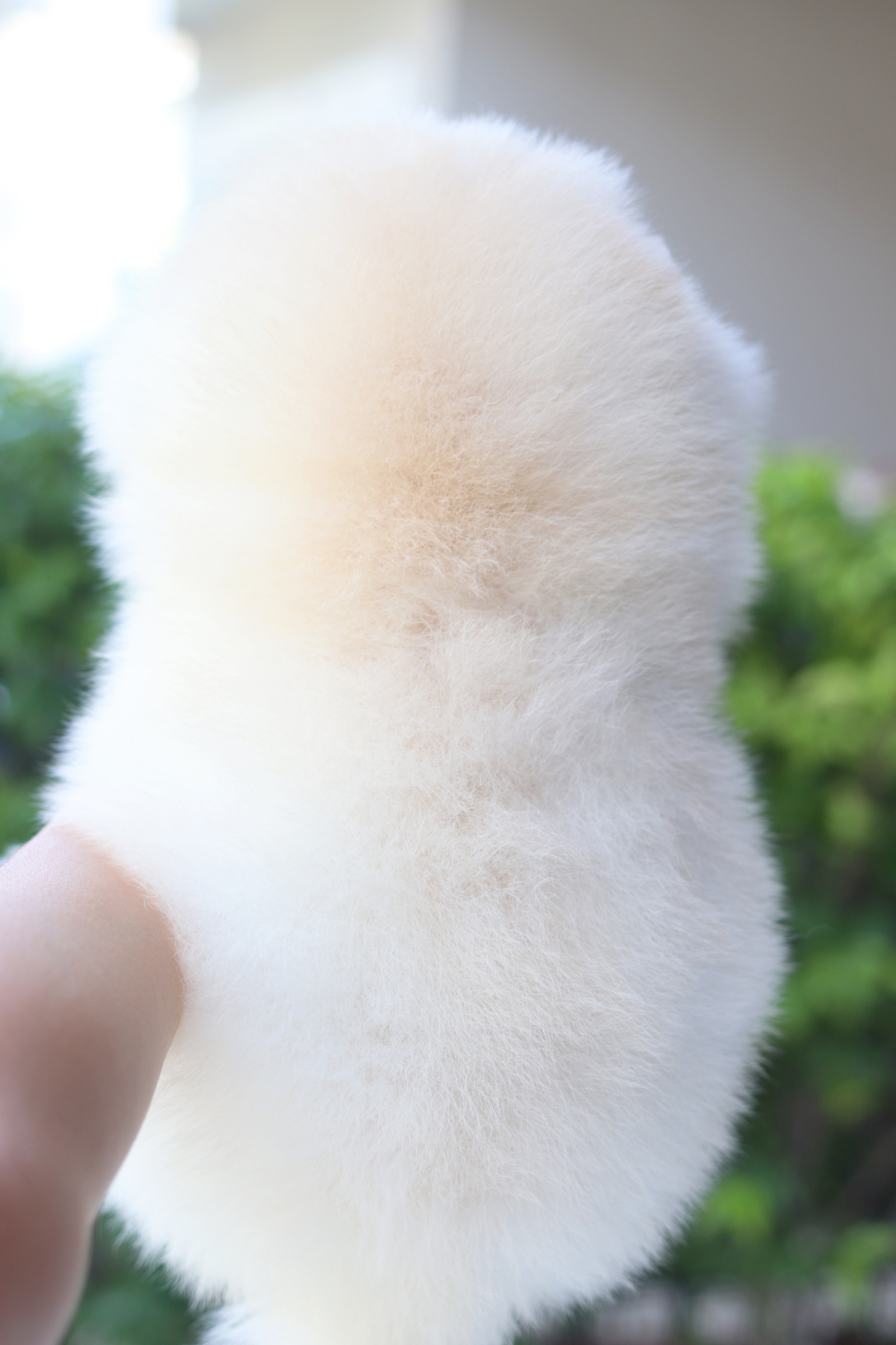 ปอมเมอเรเนียน เพศผู้ สีขาวครีม