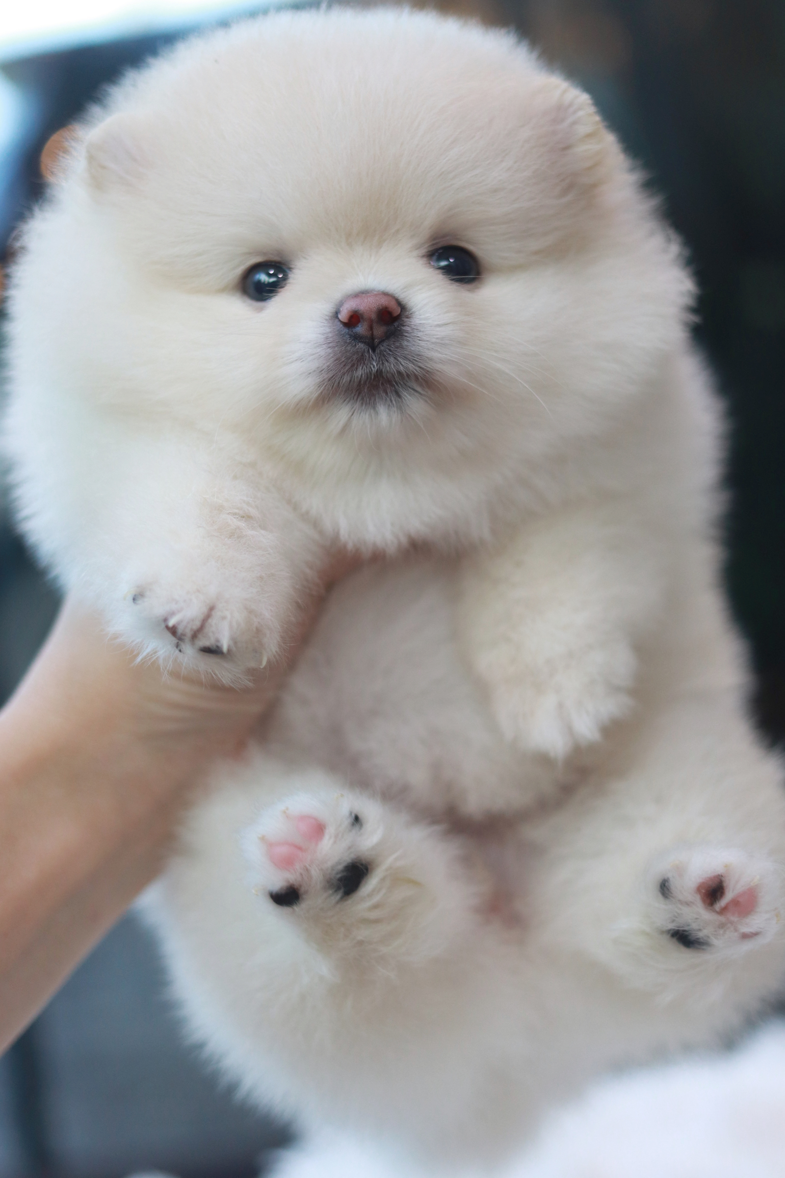 ปอมเมอเรเนียน เพศเมีย หน้าตุ๊กตา ขาวครีมไซส์เล็ก