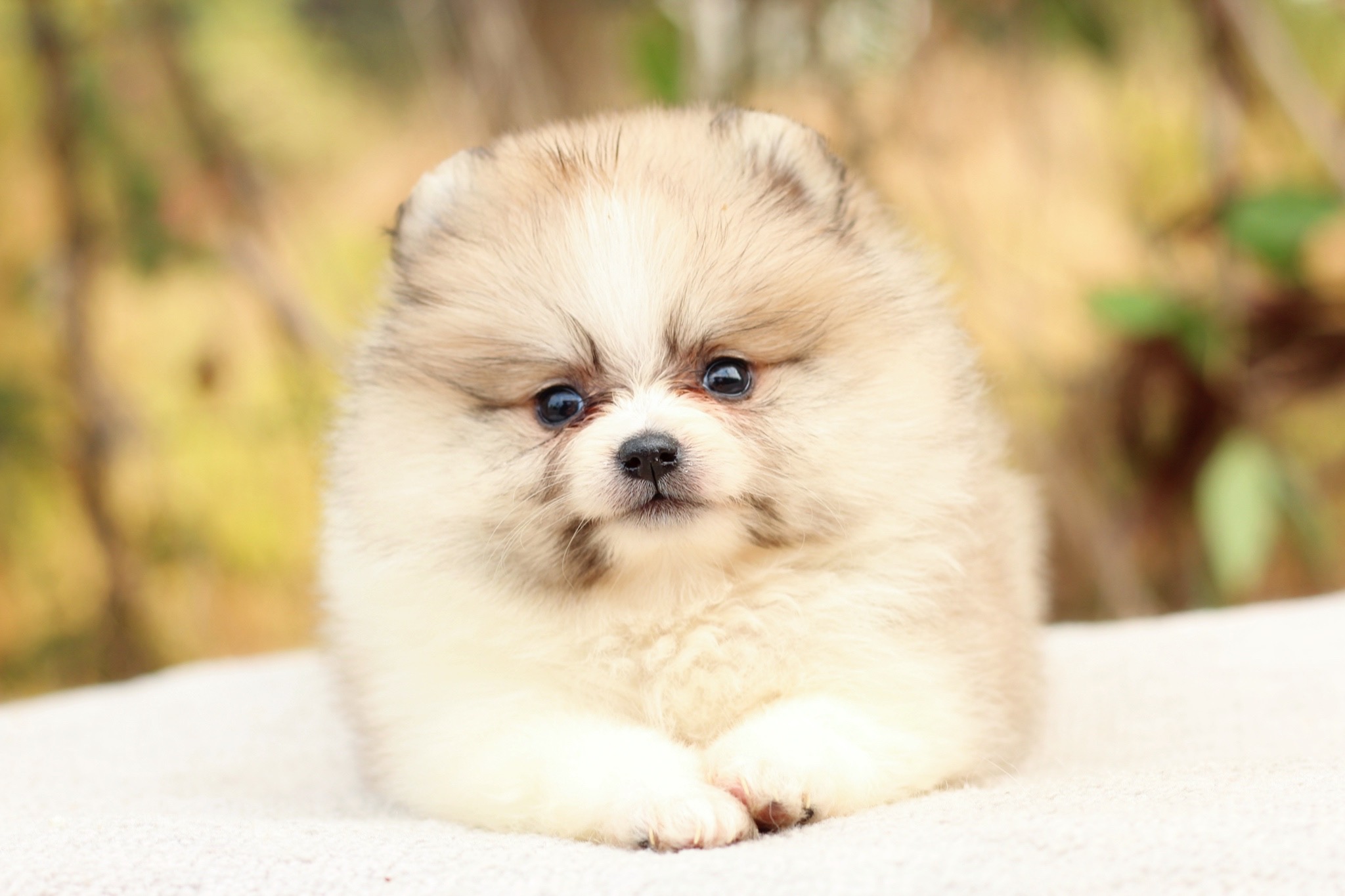 ปอมเมอเรเนียน เพศเมียแฟนซี