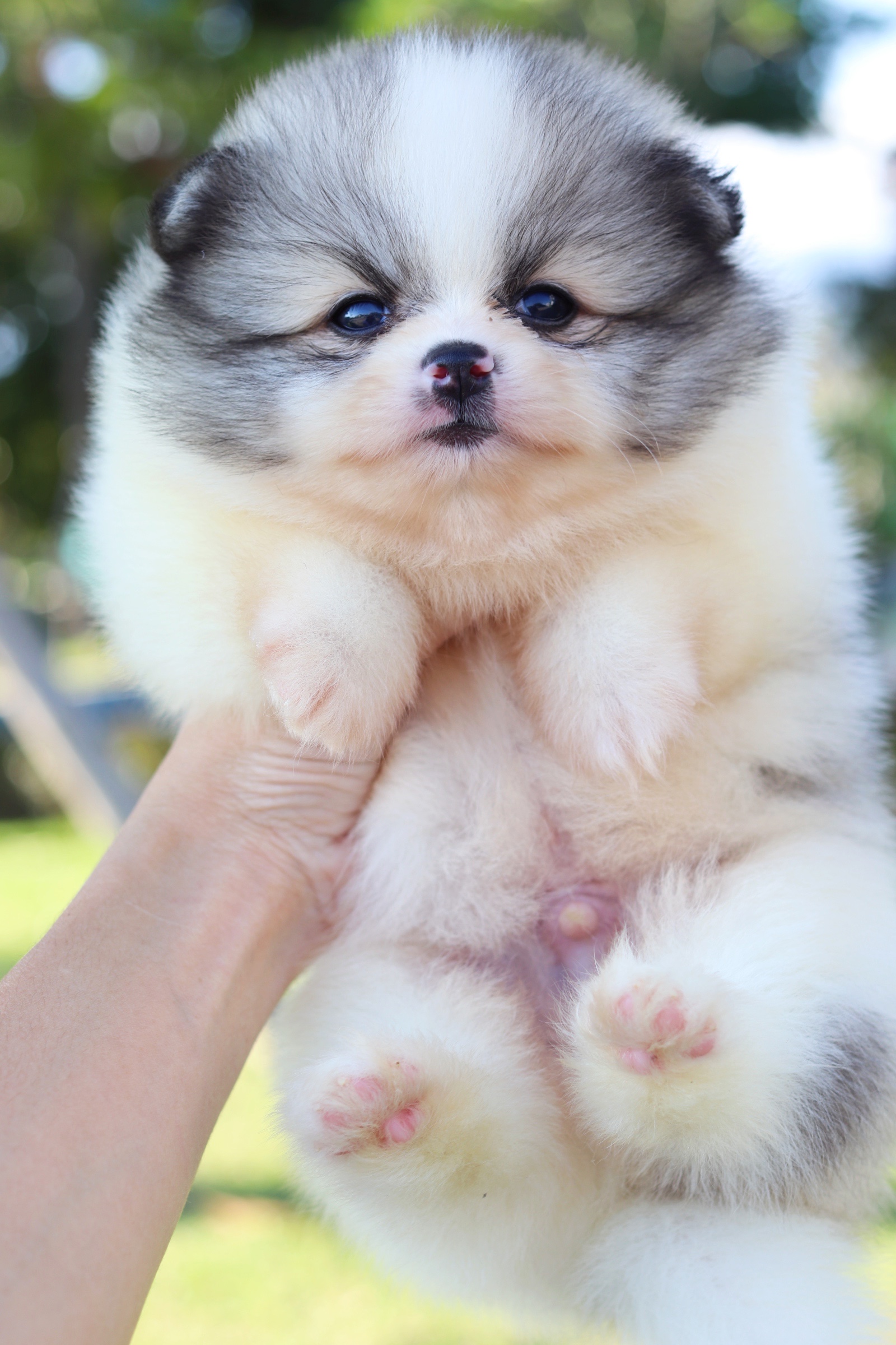 ปอมเมอเรเนียน เพศผู้แฟนซี