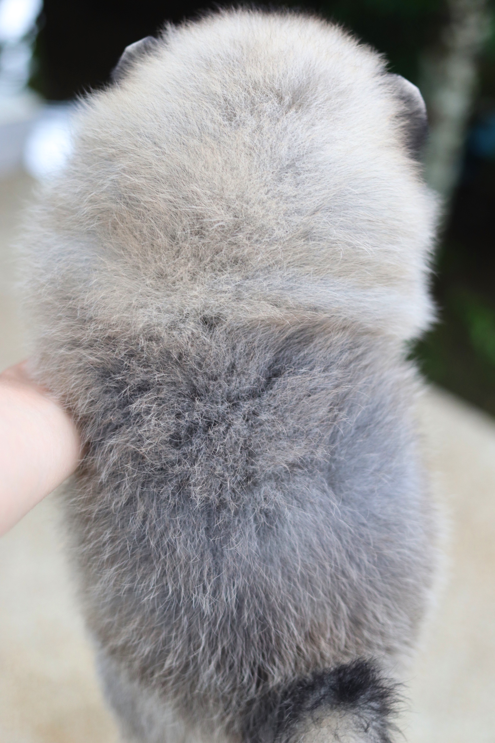 ปอมเมอเรเนียน เพศผู้ สีส้ม