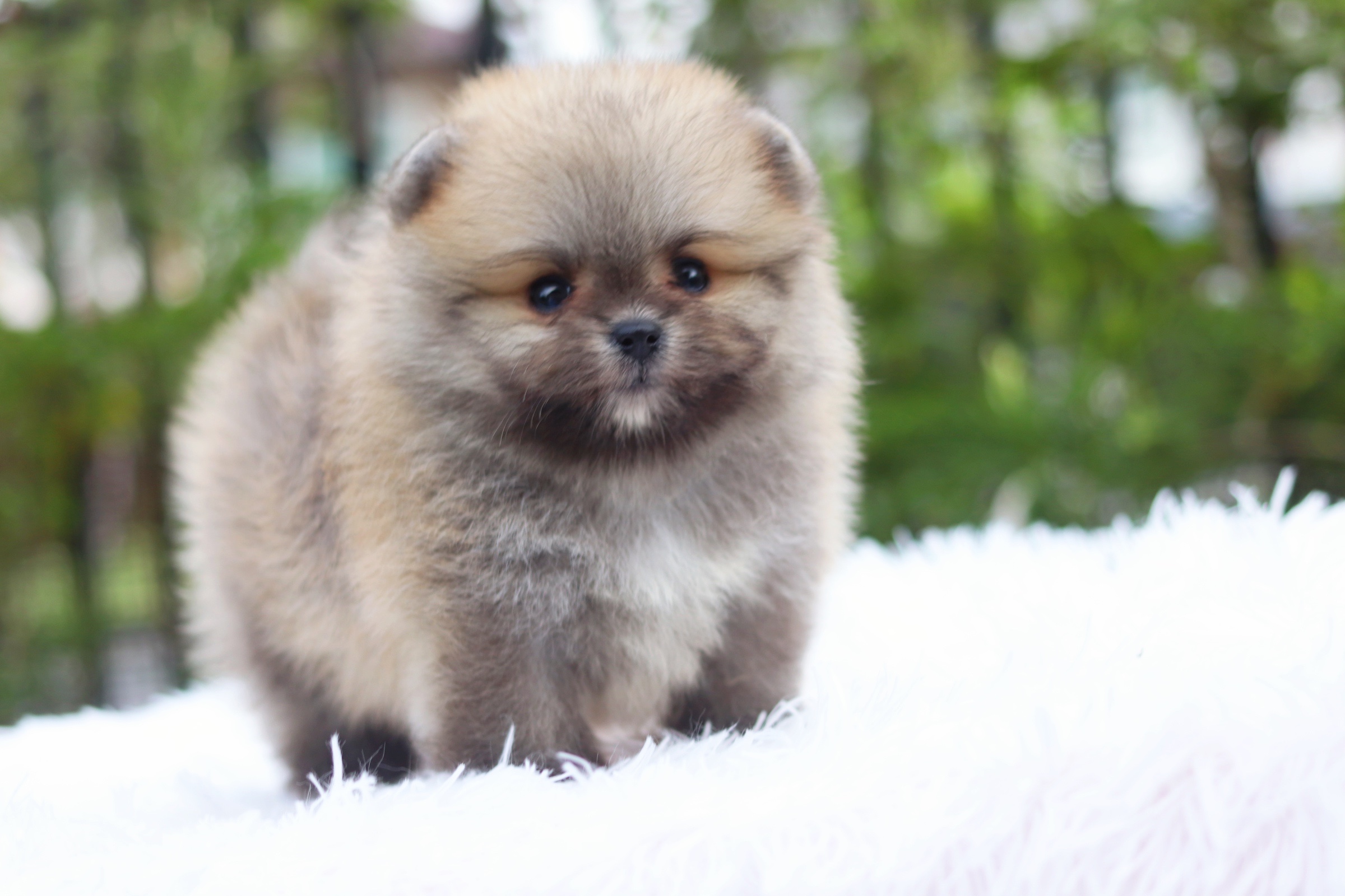 ปอมเมอเรเนียน เพศผู้ สีส้ม