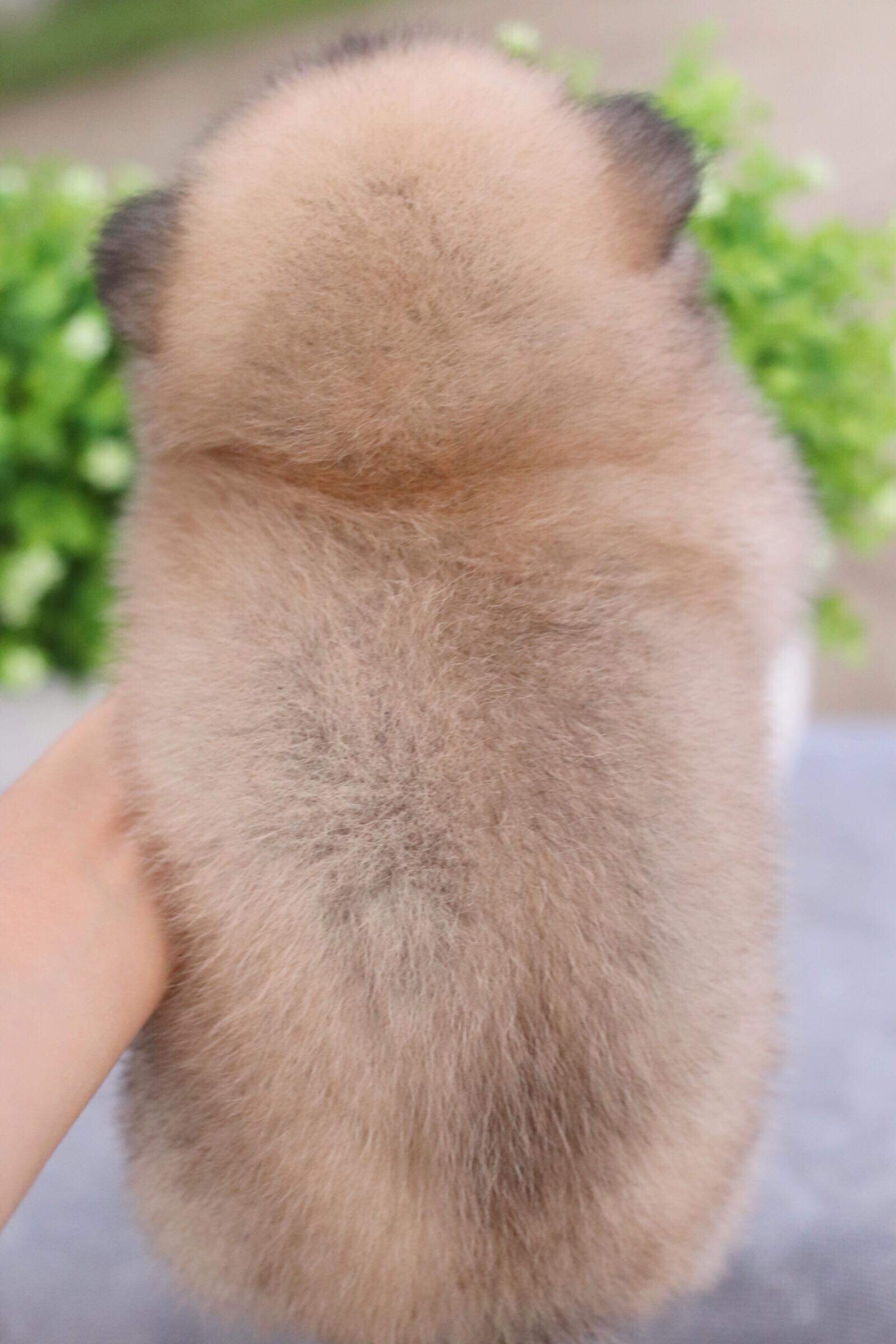 ปอมเมอเรเนียน เพศเมีย