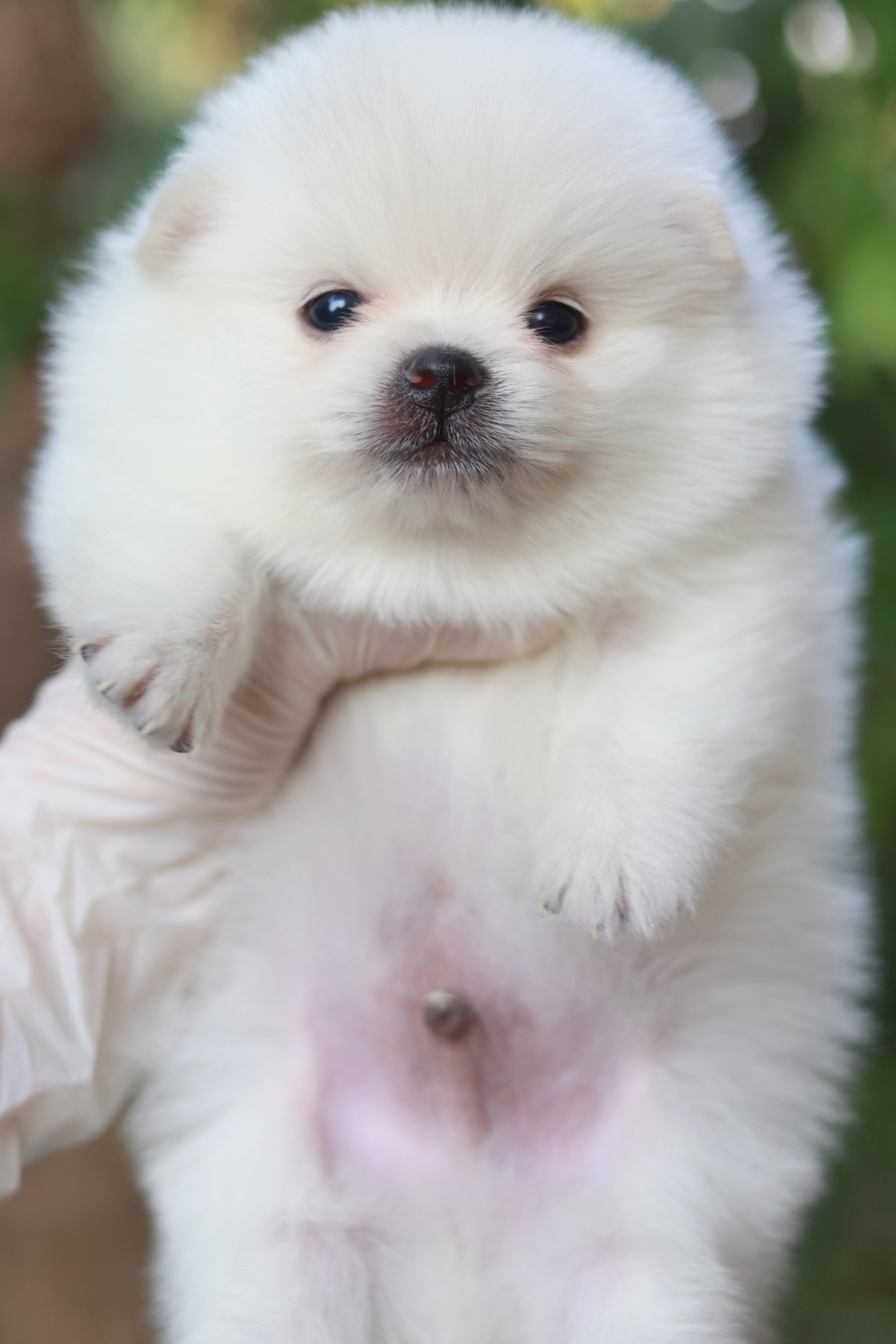 ปอมเมอเรเนียน เพศผู้