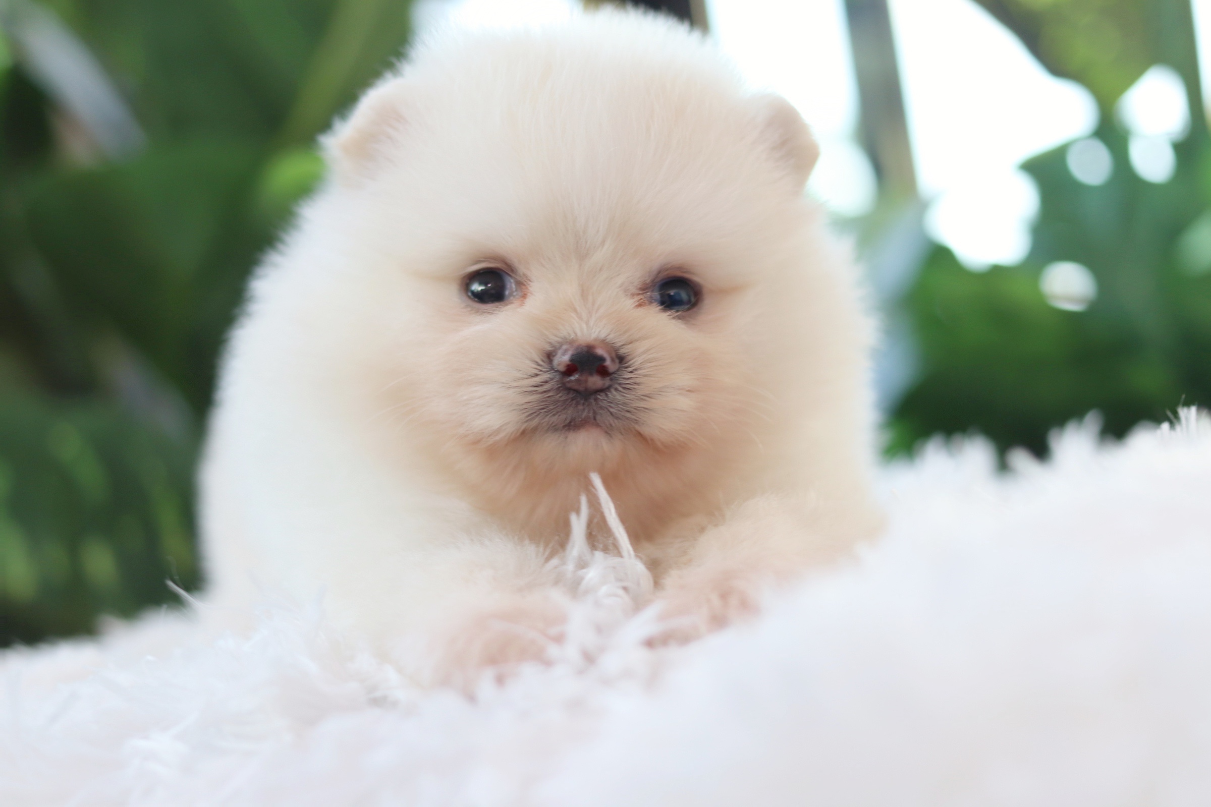 ปอมเมอเรเนียน เพศผู้สีขาวครีม