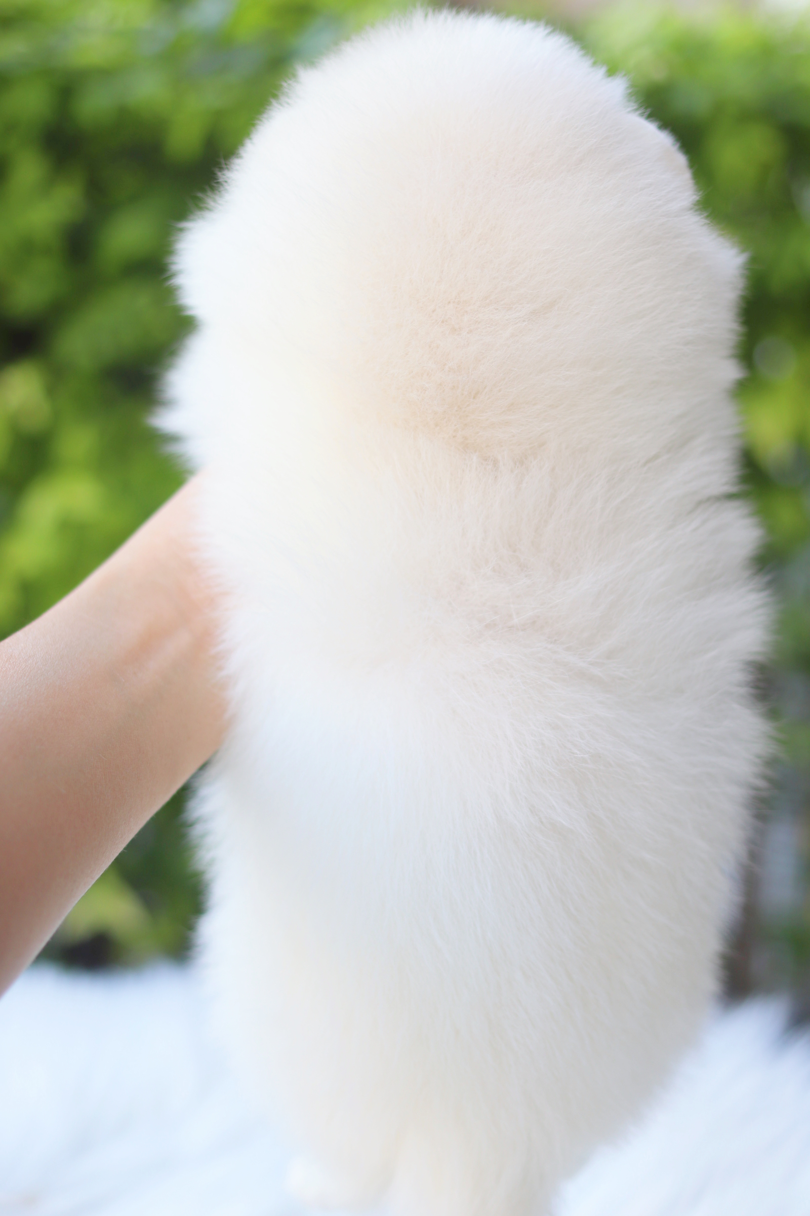 ปอมเมอเรเนียน เพศผู้ สีขาวครีม