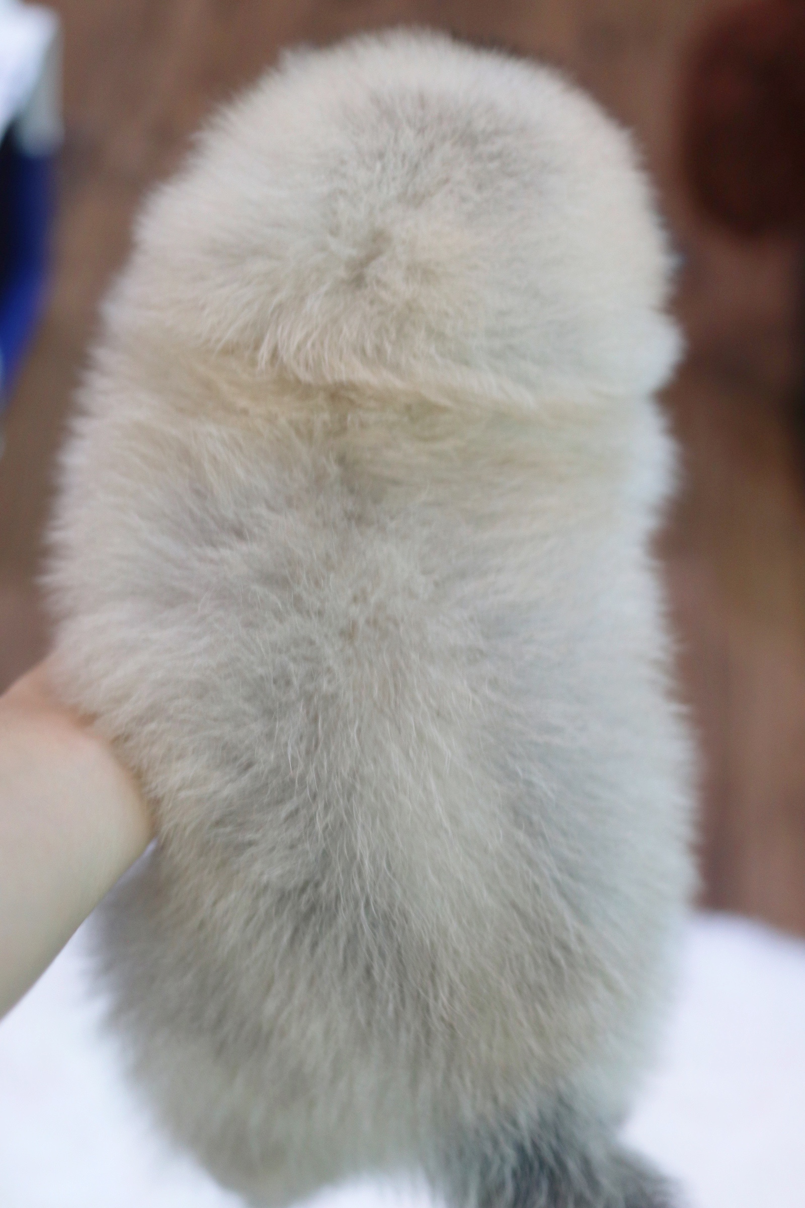 ปอมเมอเรเนียน เพศเมียสีส้ม