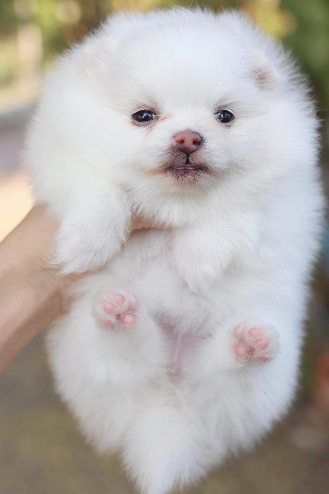 ปอมเมอเรเนียน เพศเมีย