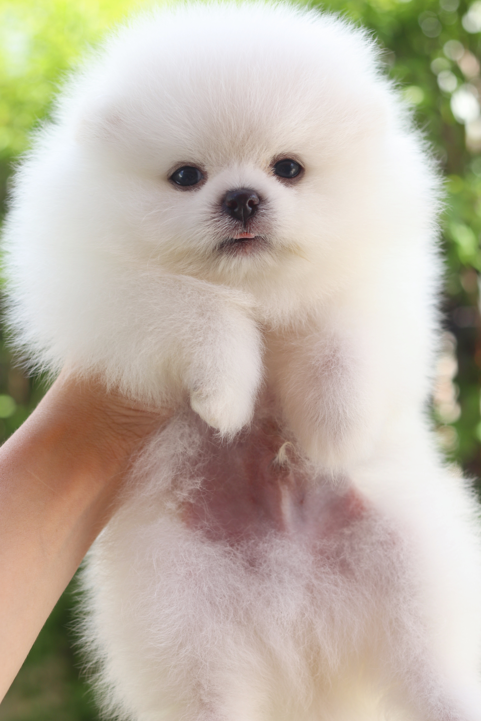 ปอมเมอเรเนียน เพศผู้สีขาวครีมเกรดโชว์