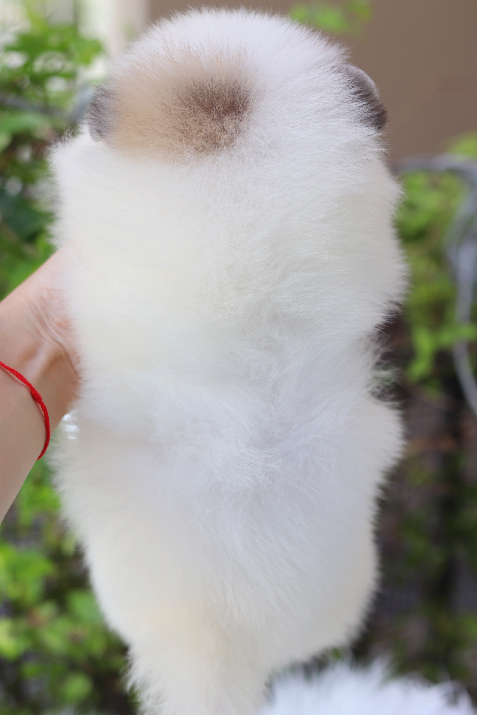 ปอมเมอเรเนียน เพศผู้ สีแฟนซี