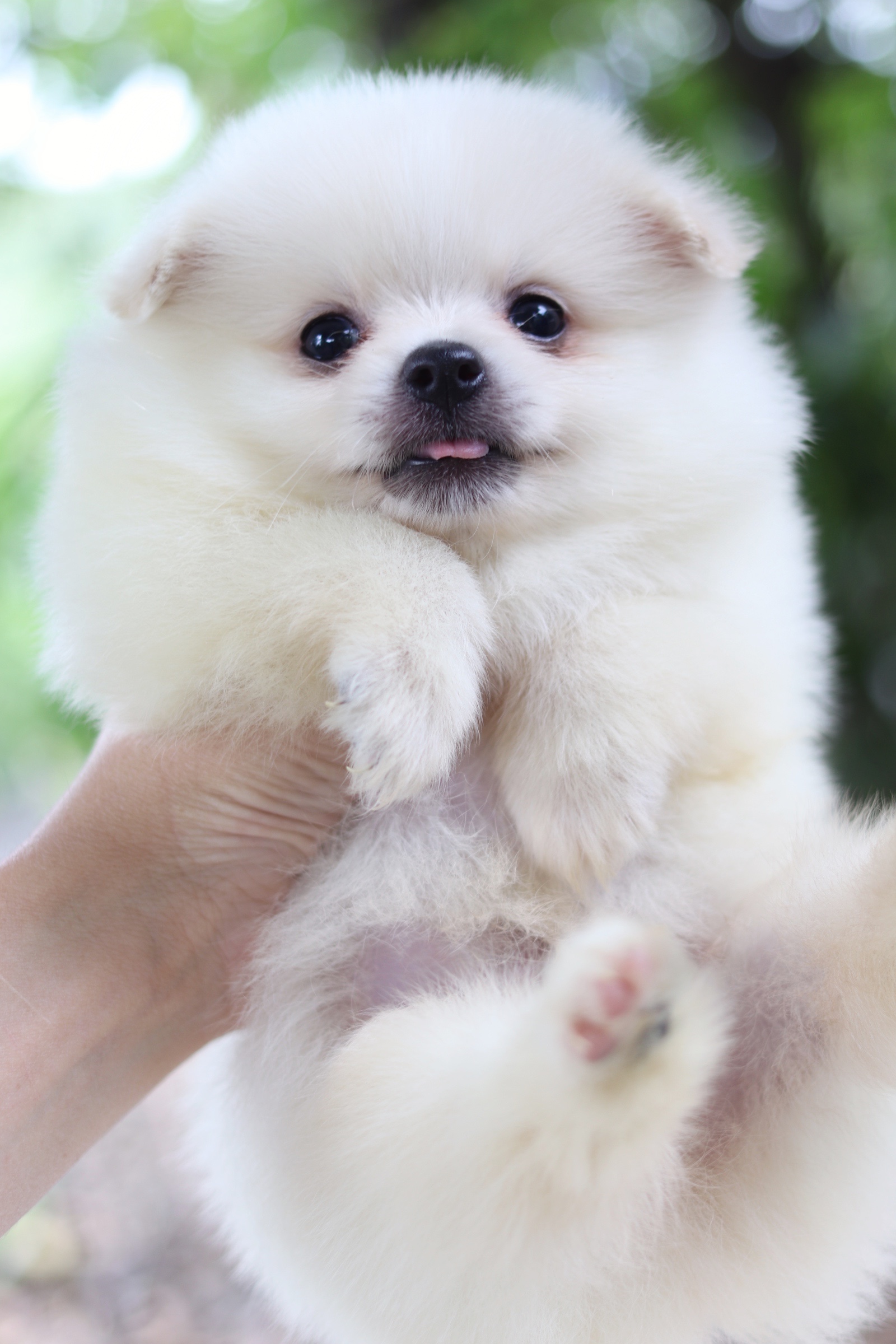 ปอมเมอเรเนียน เพศผู้สีขาวครีมเกรดเลี้ยงเล่น