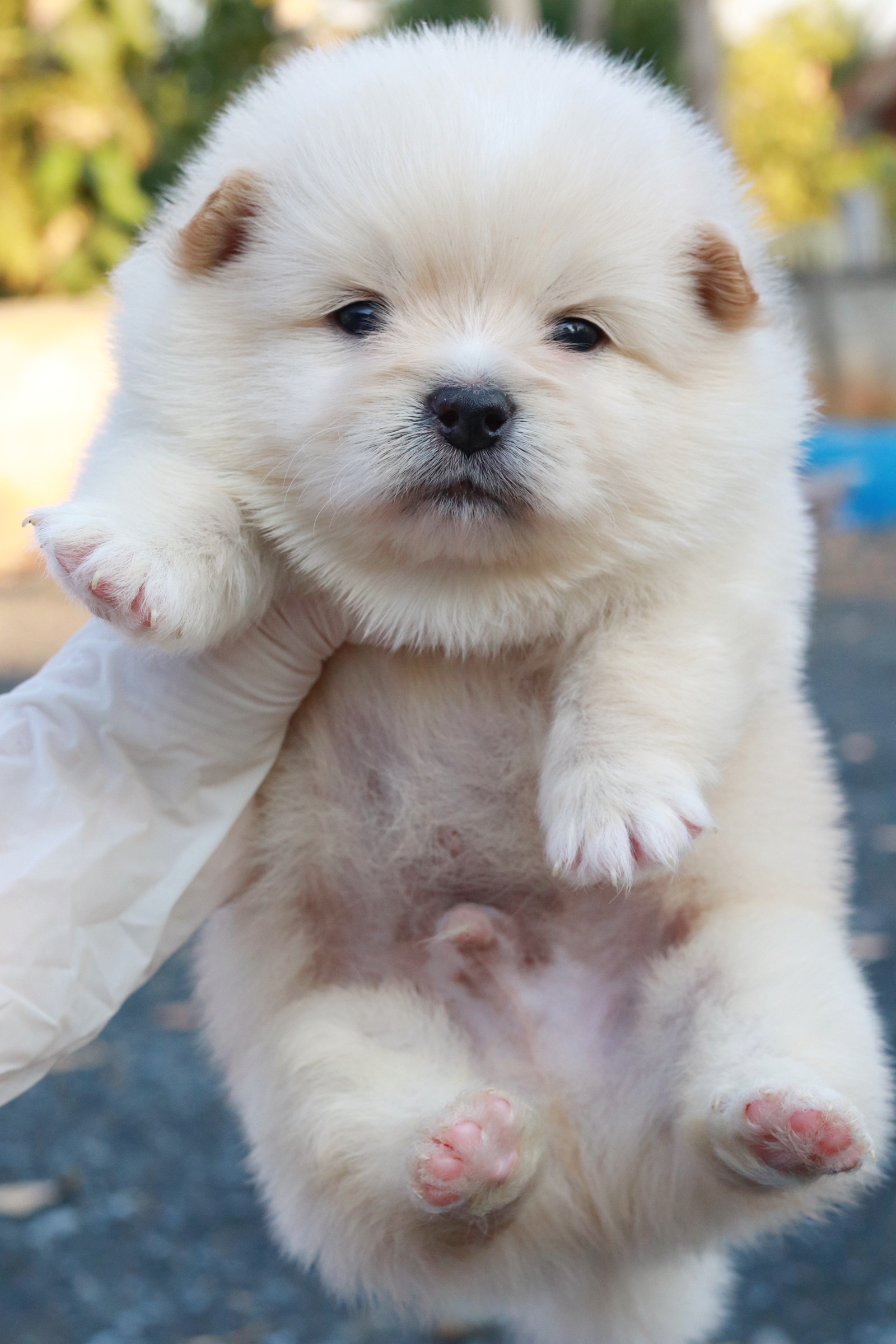 ปอมเมอเรเนียน เพศผู้