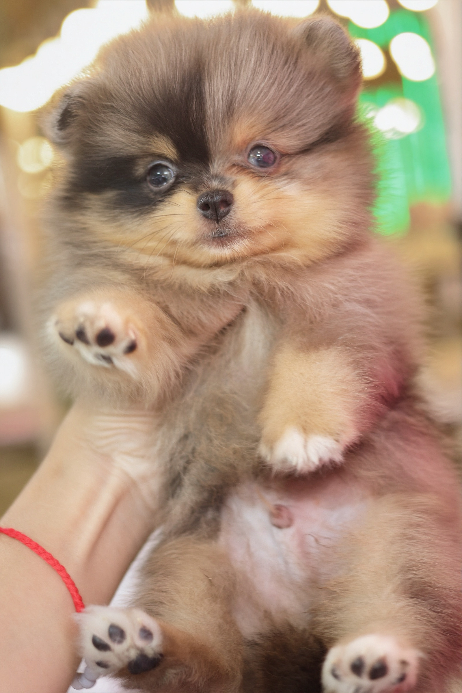 ปอมเมอเรเนียน เพศผู้ สีเมอร์เร่